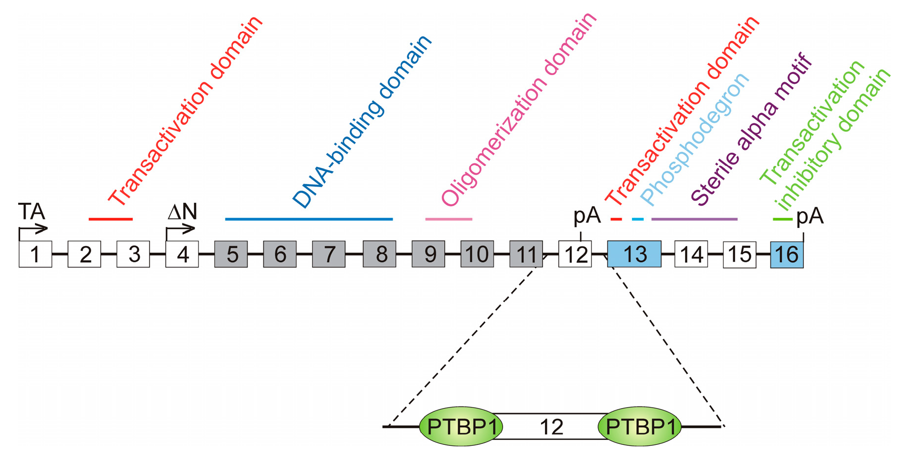 Cancers 16 02123 g005