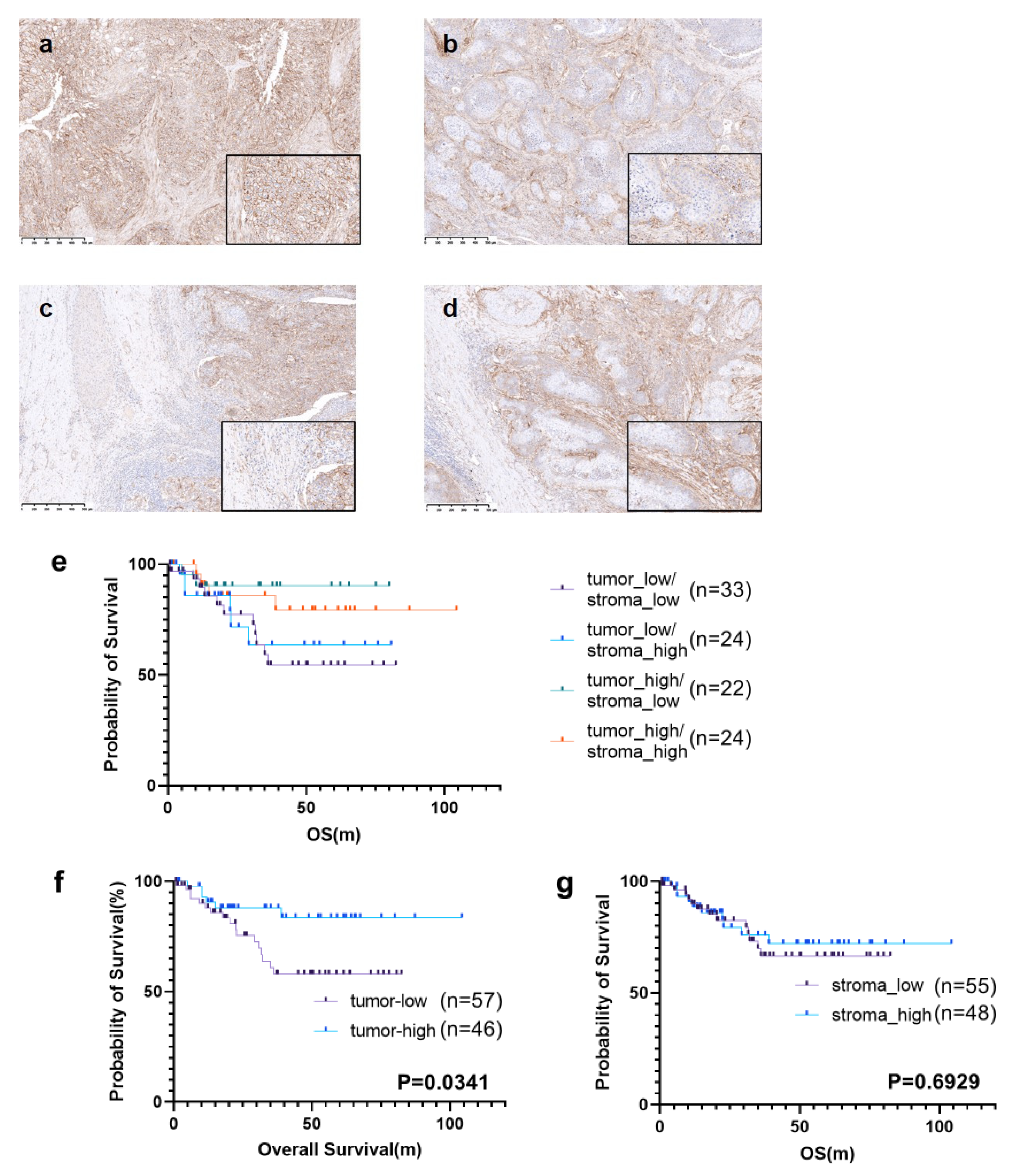 Cancers 16 02140 g002