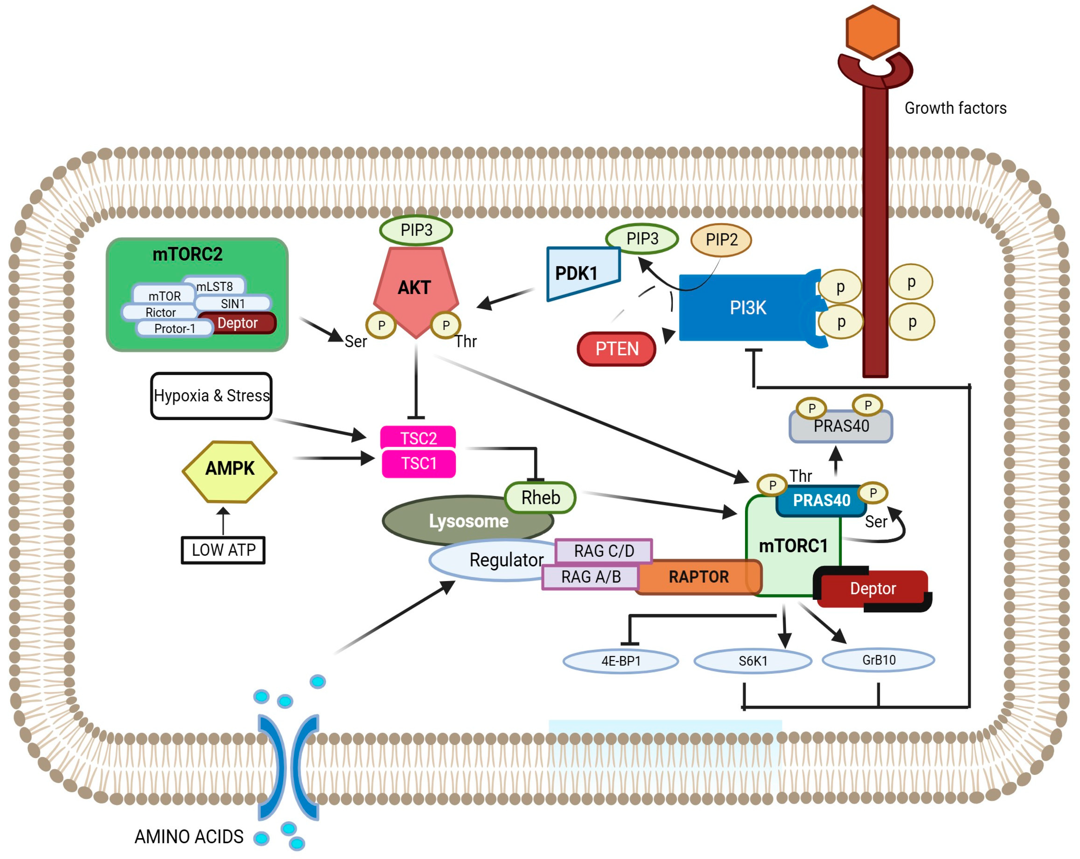 Cancers 16 02160 g001