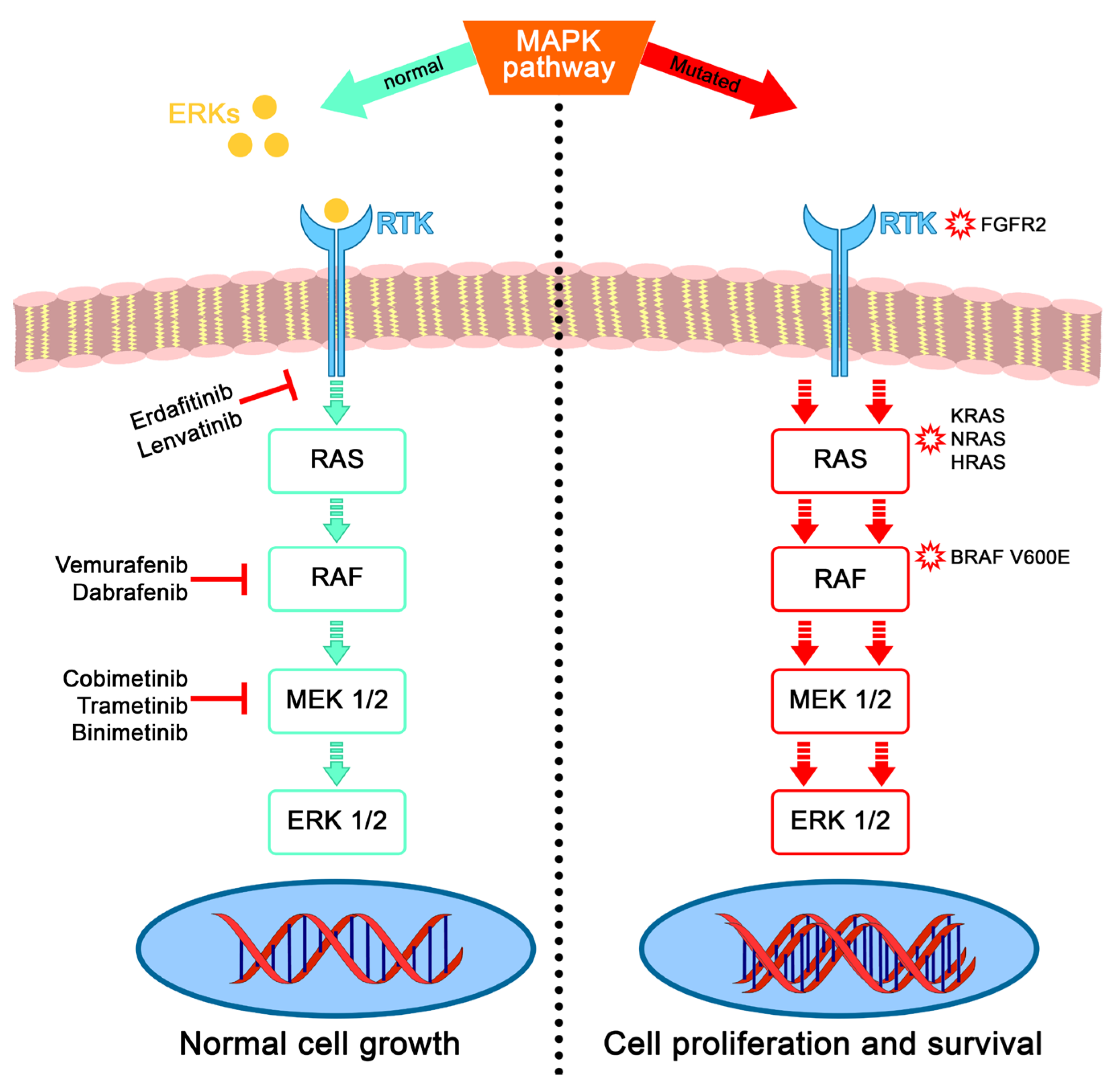 Cancers 16 02174 g005