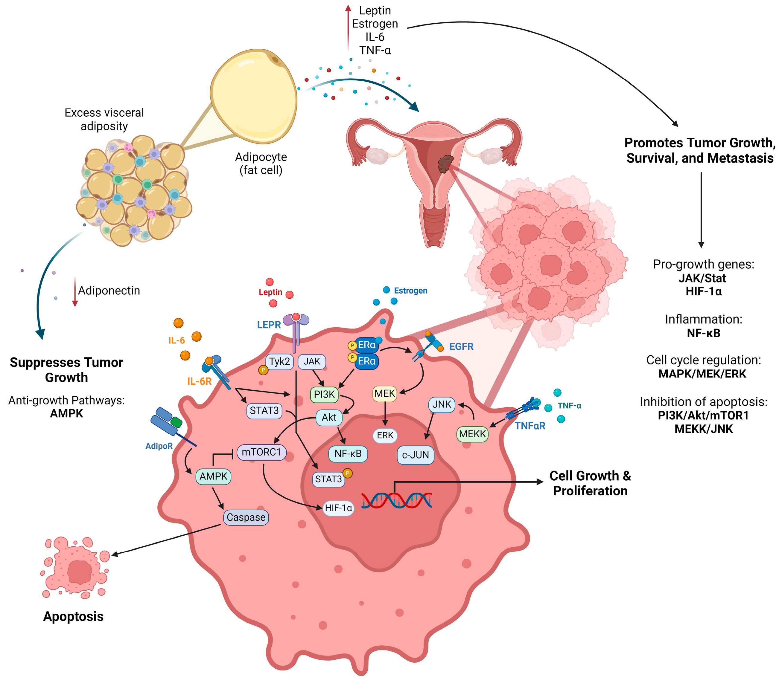 Cancers 16 02197 g001