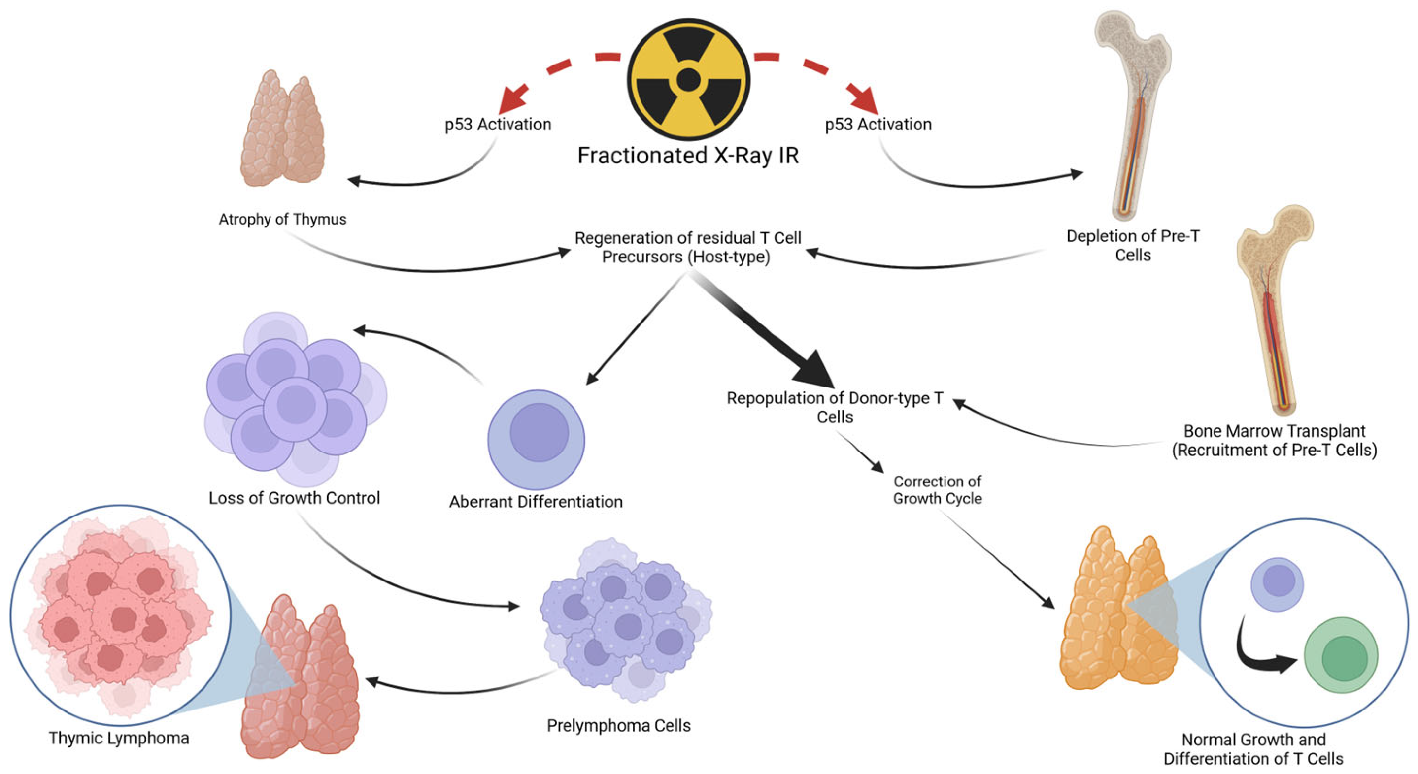 Cancers 16 02224 g001 Cancers 16 02224 g001