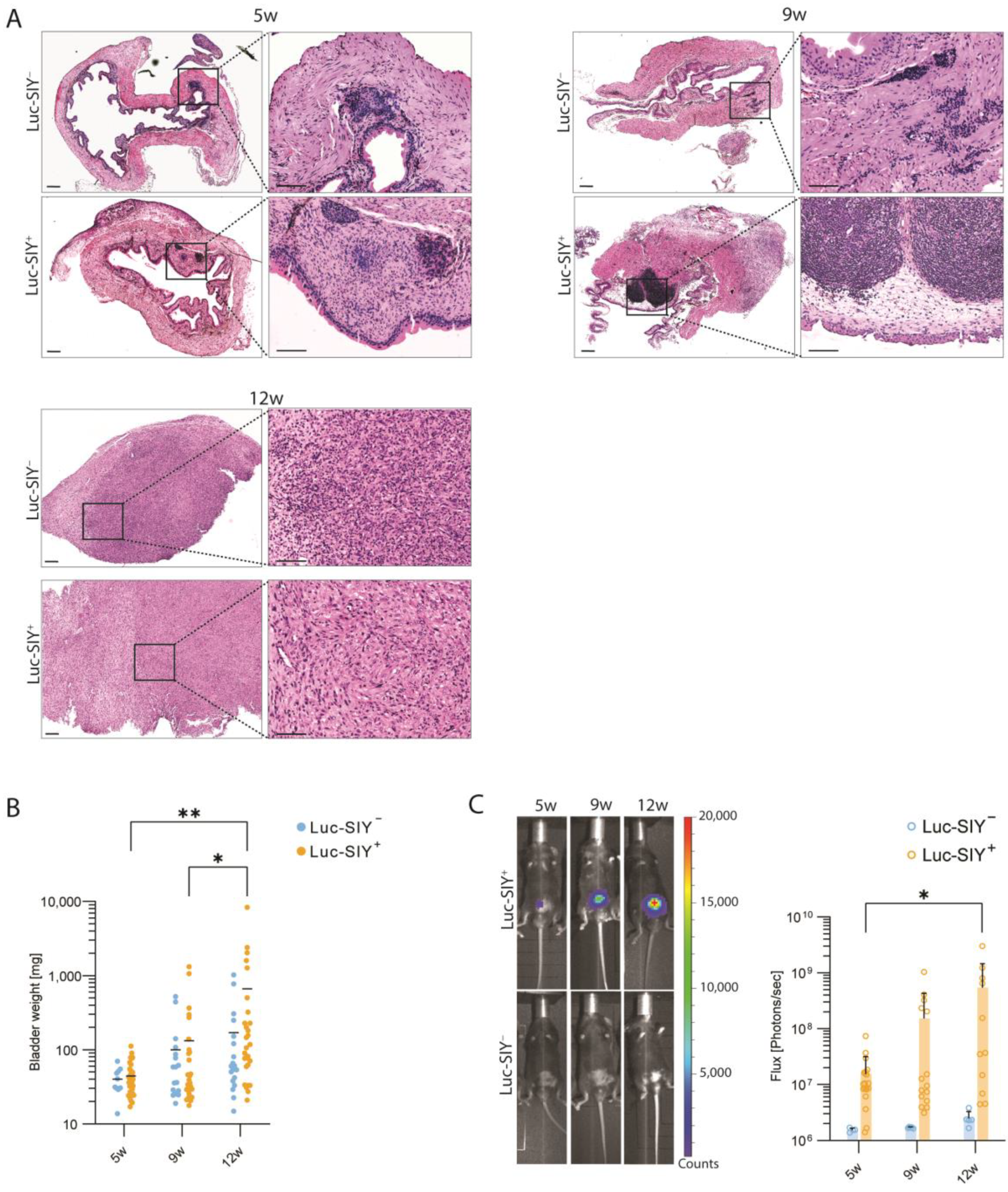 Cancers 16 02245 g001