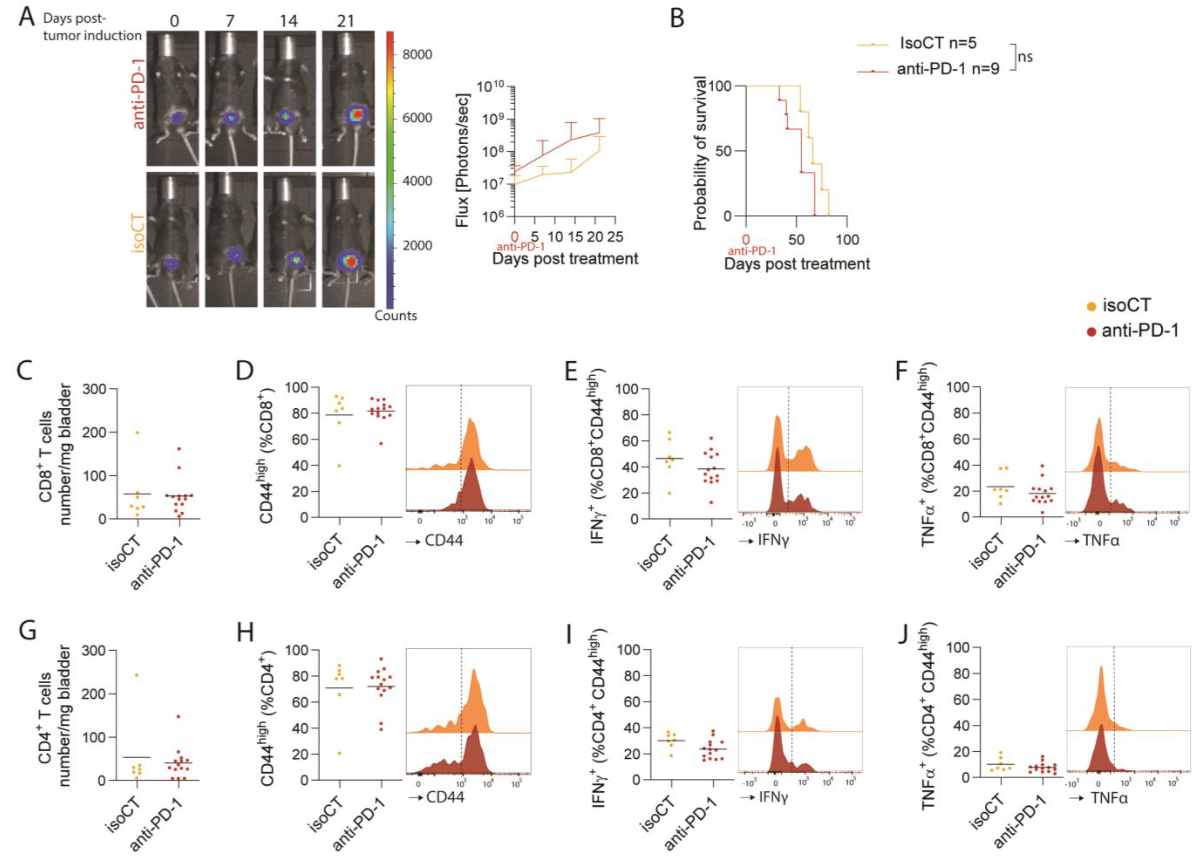 Cancers 16 02245 g003
