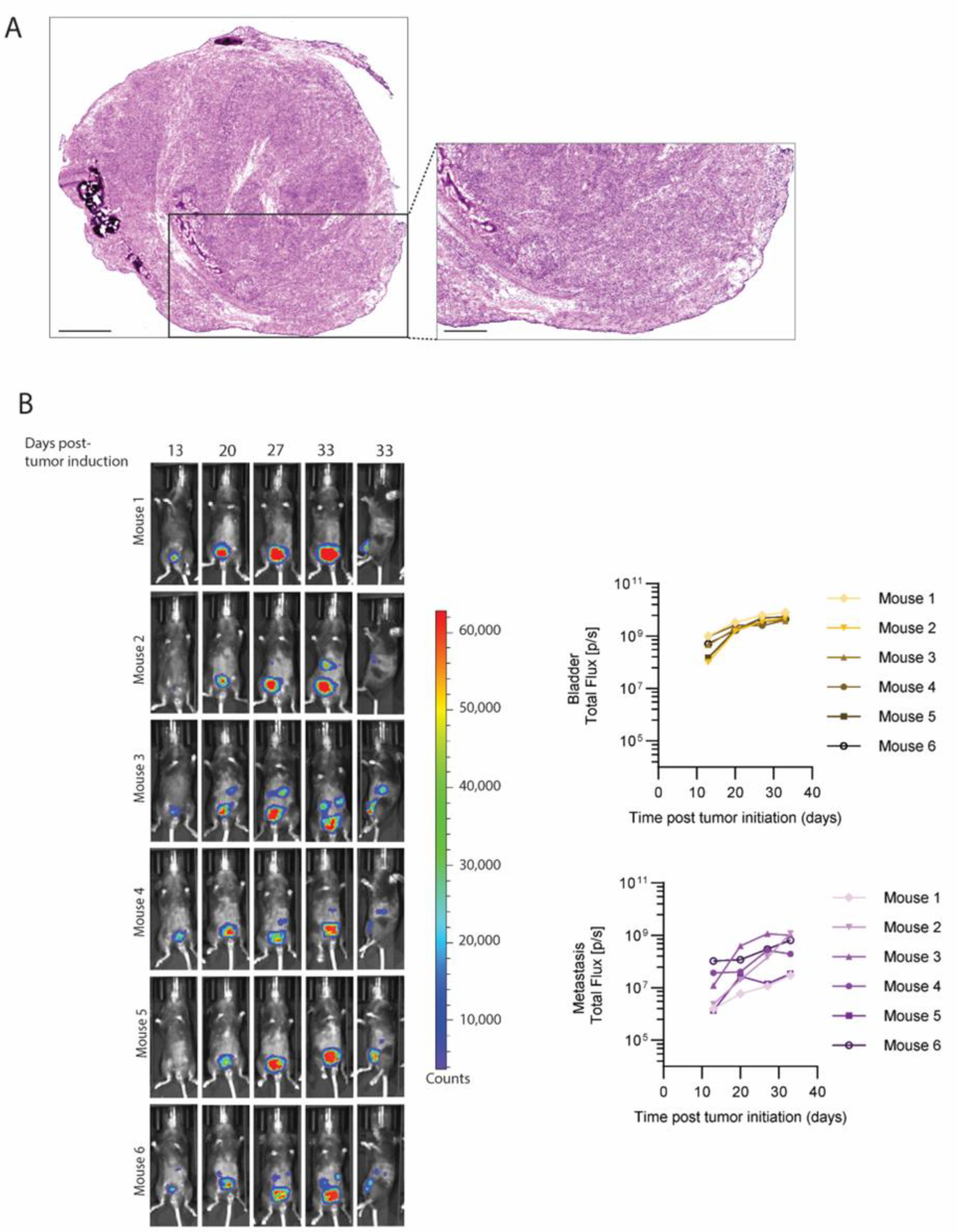 Cancers 16 02245 g005a