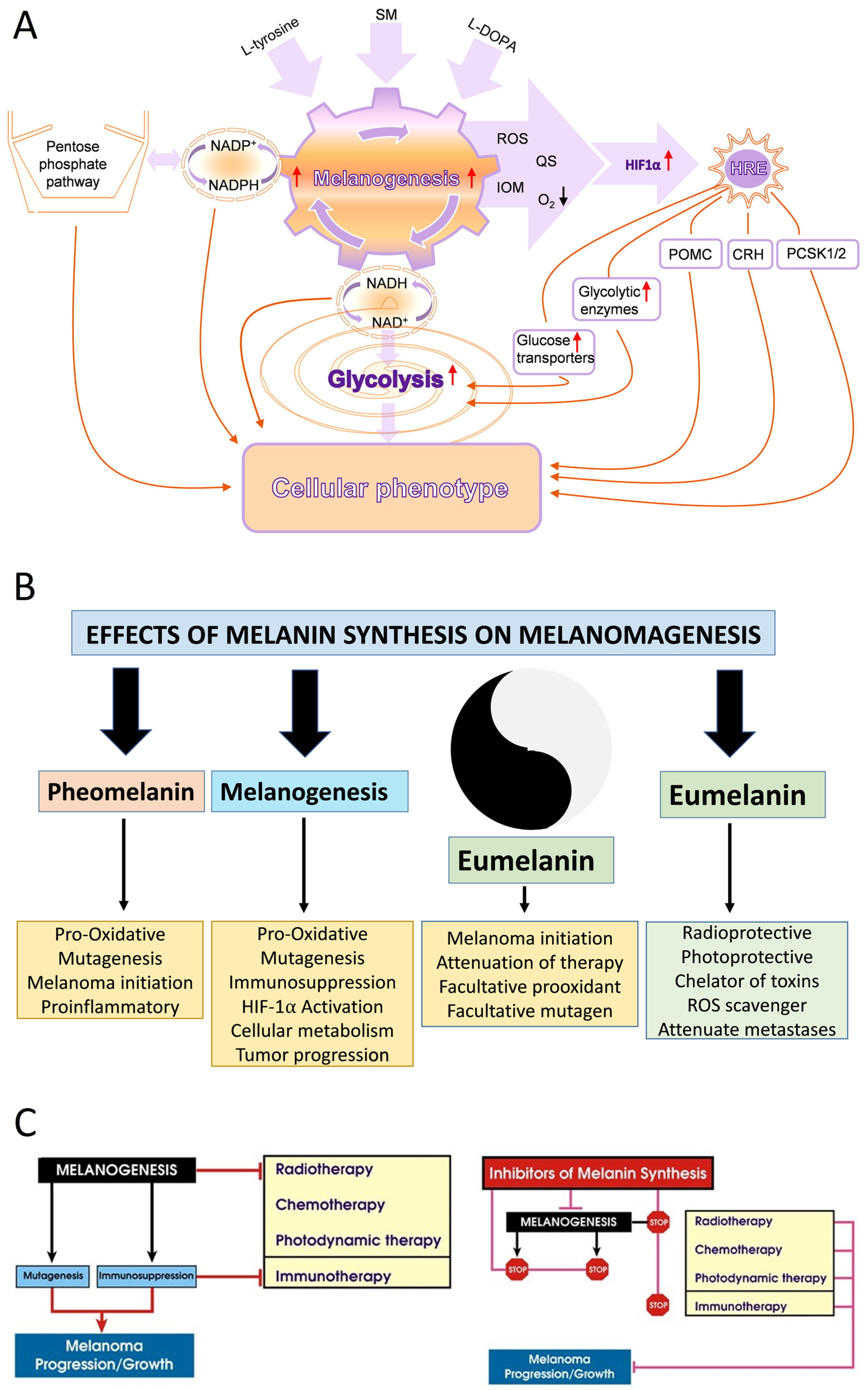 Malignant Melanoma: An Overview, New Perspectives, and Vitamin D Signaling