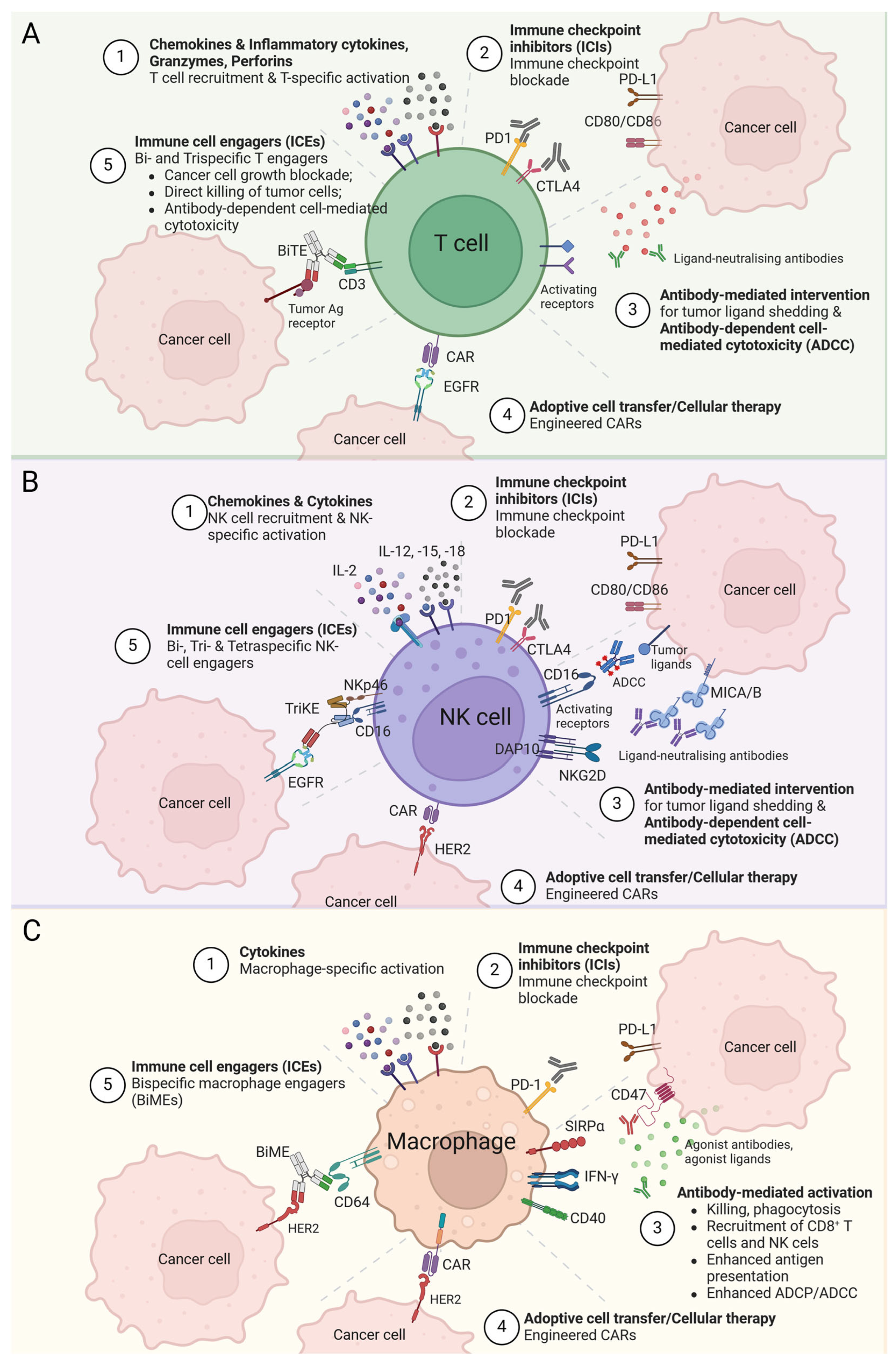 Cancers 16 02270 g007 Cancers 16 02270 g007