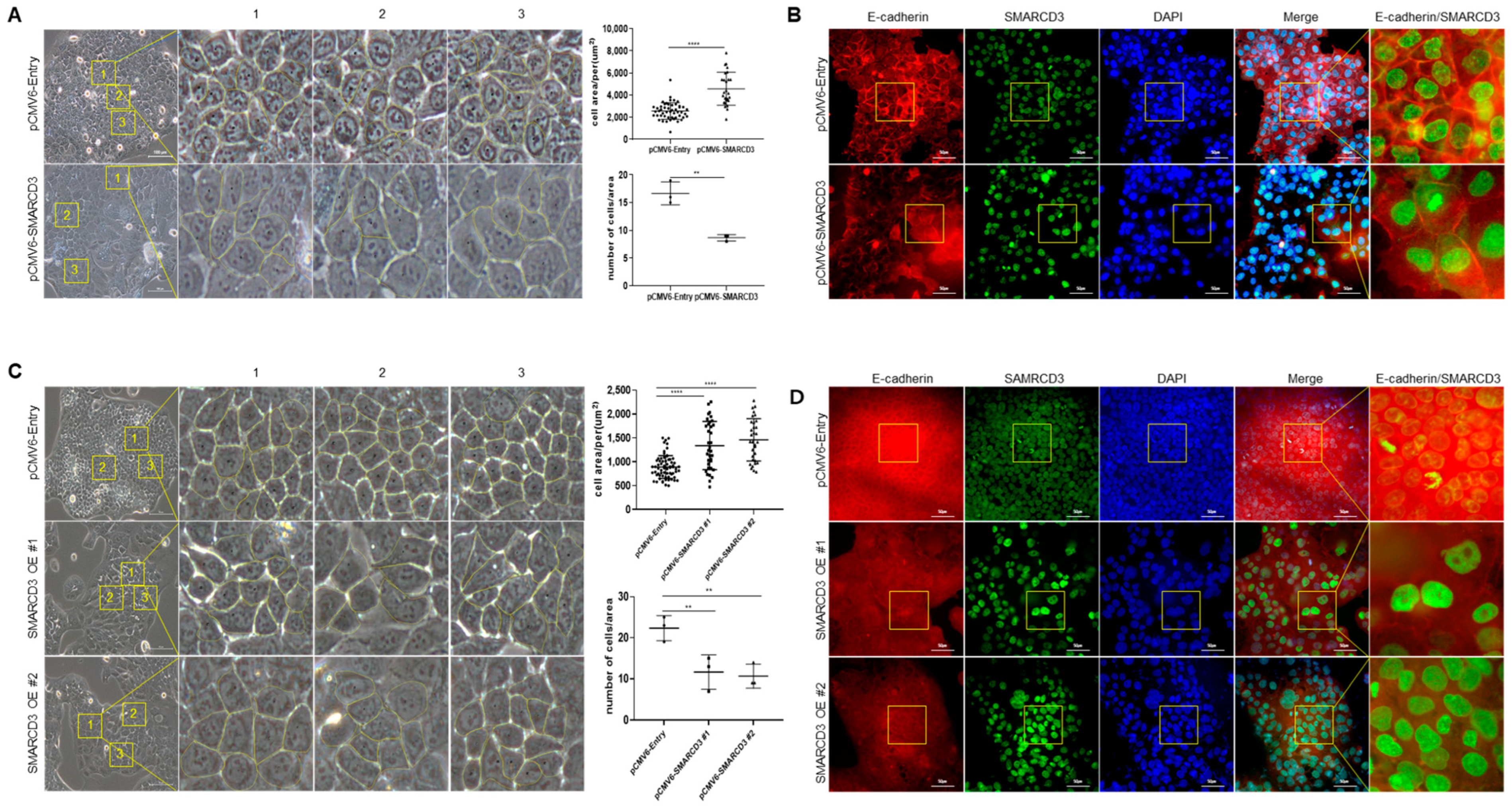 Cancers 16 02282 g005