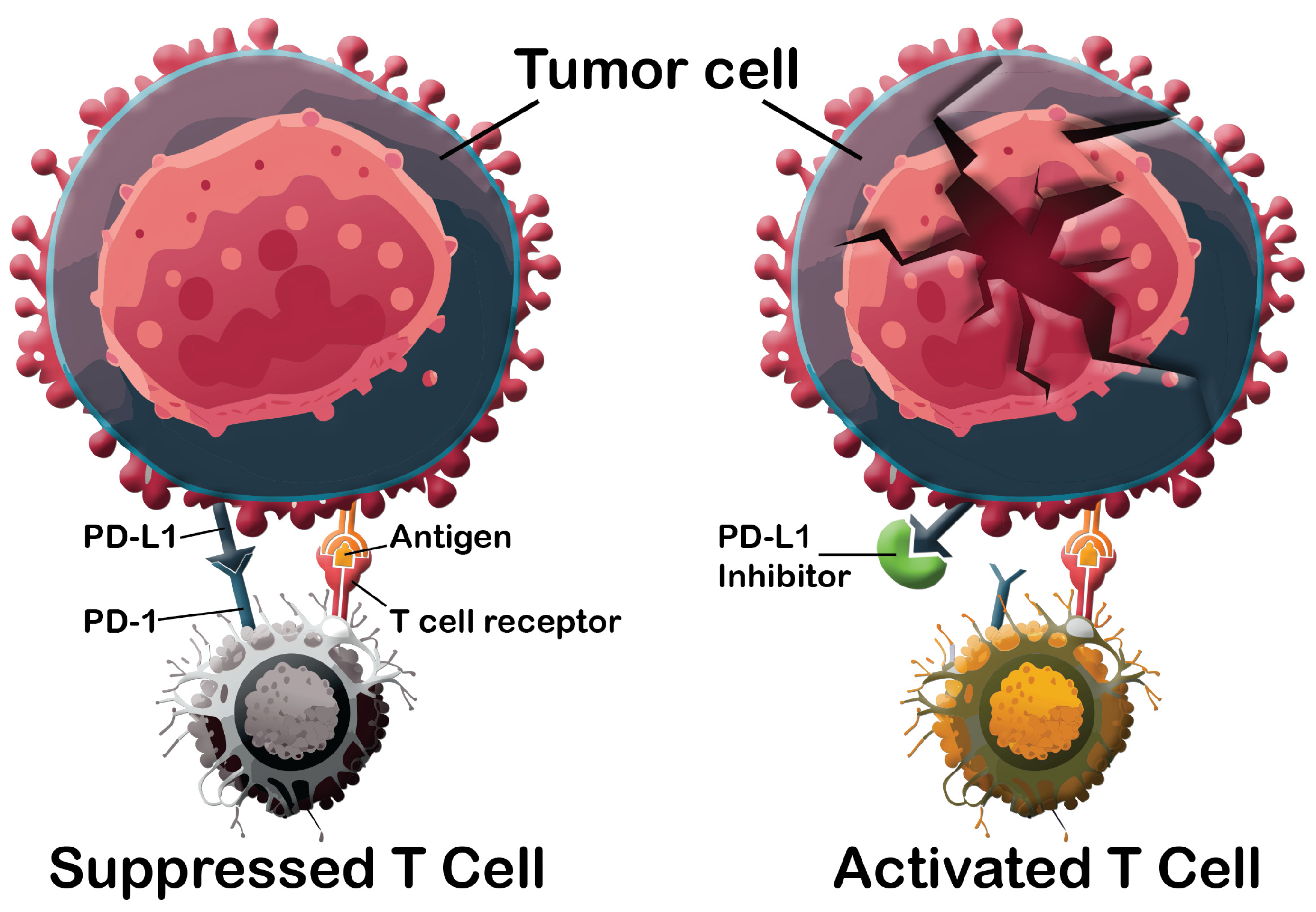 Cancers 16 02295 g001