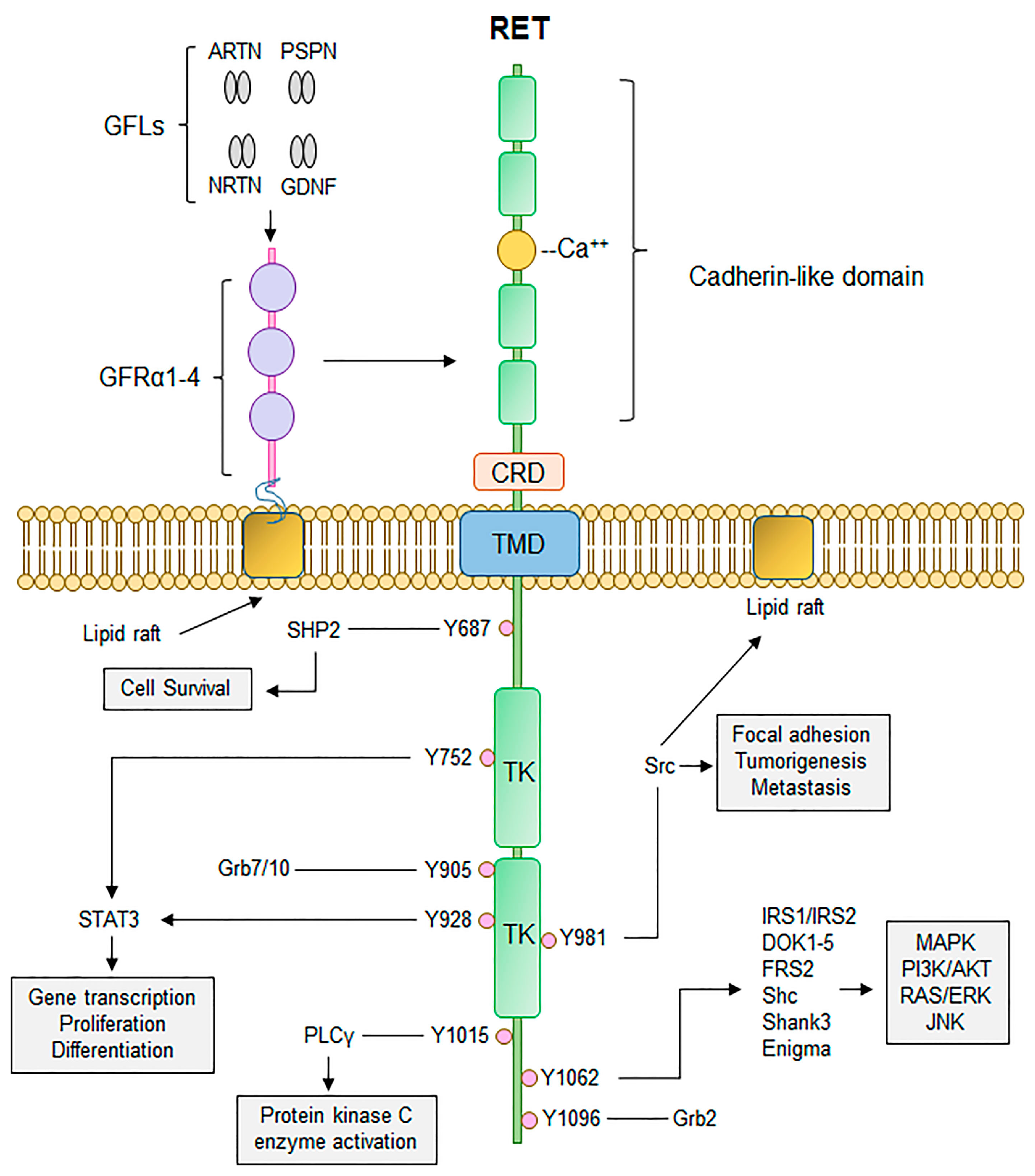 Cancers 16 02296 g001