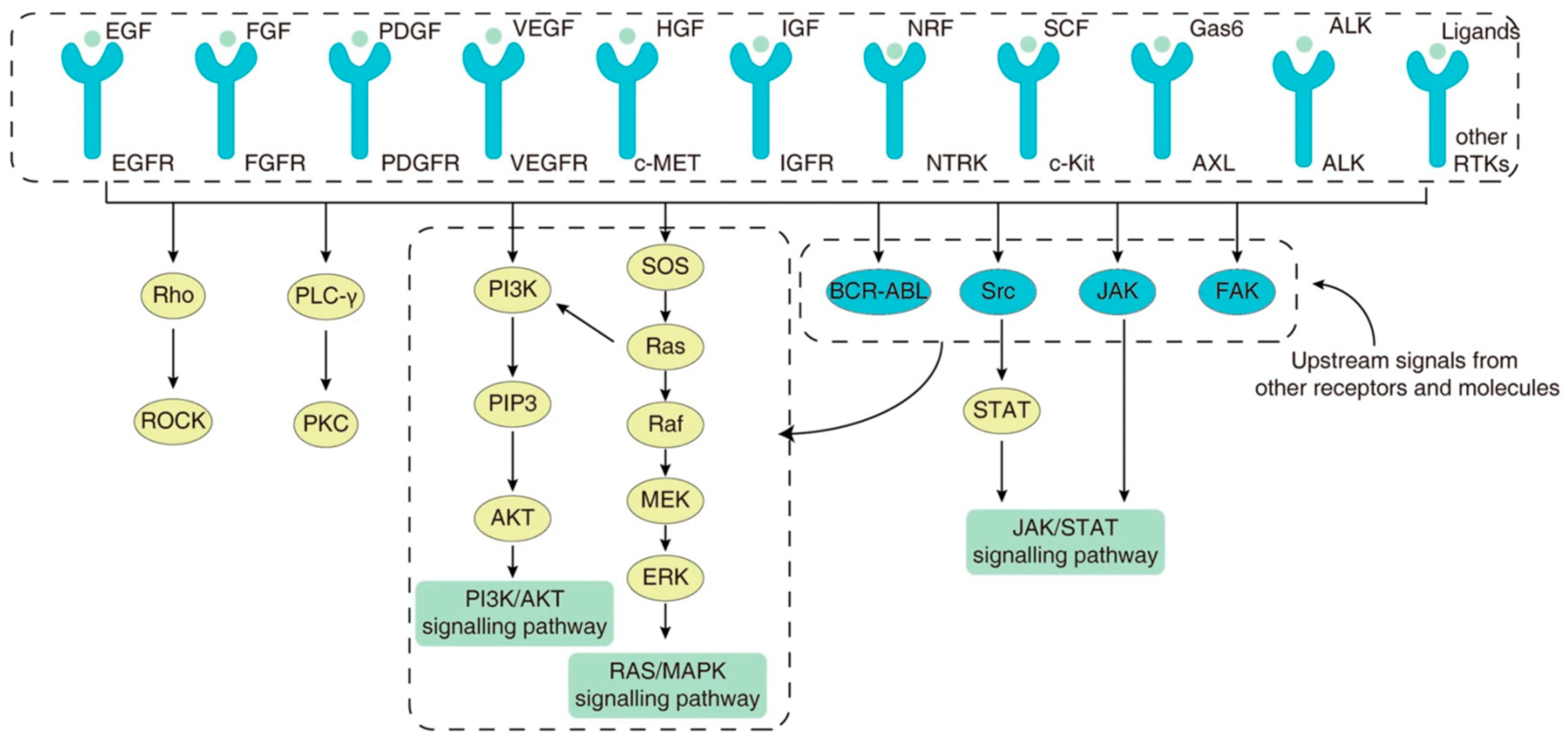 Cancers 16 02296 g002