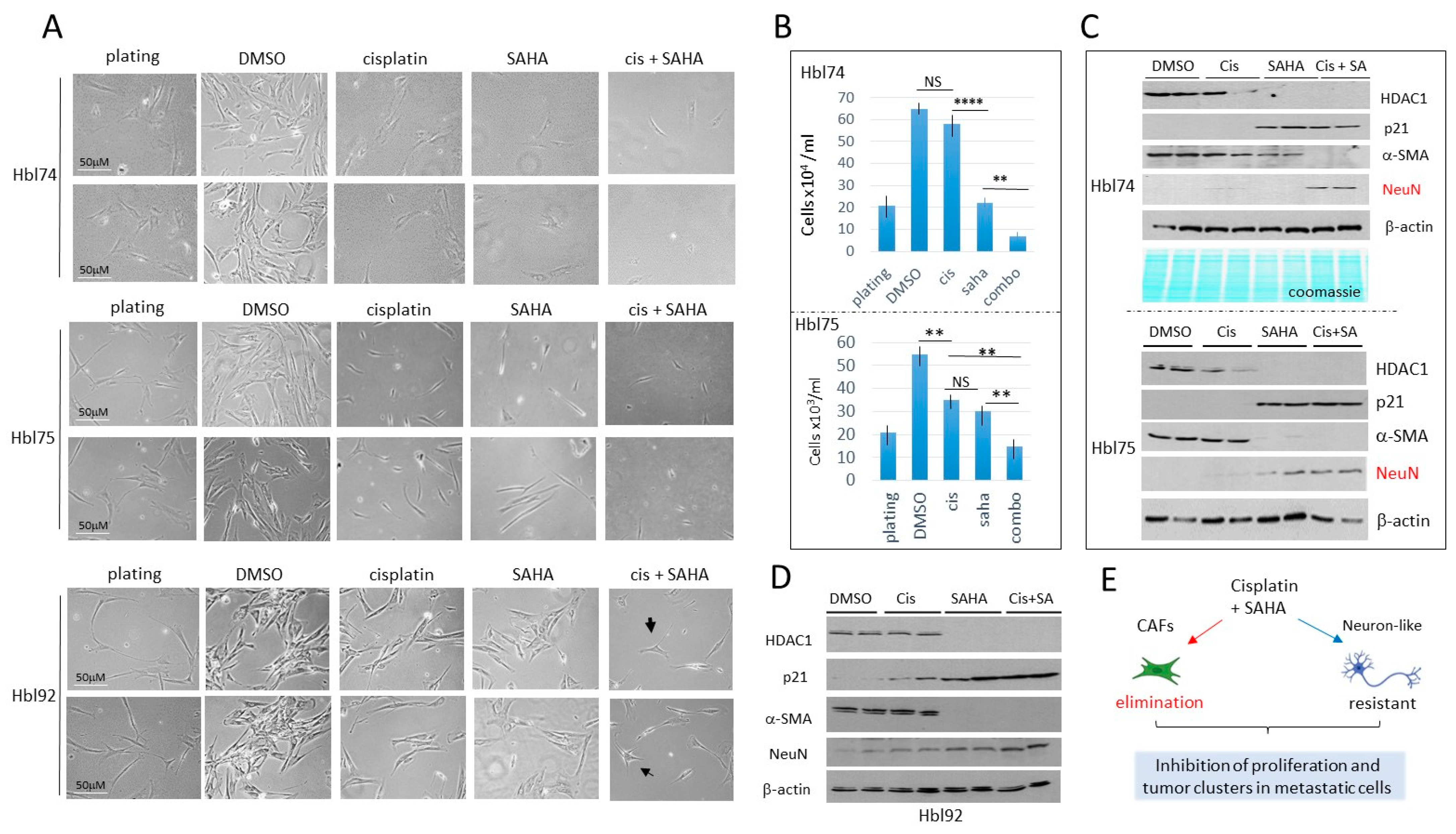 Cancers 16 02300 g005