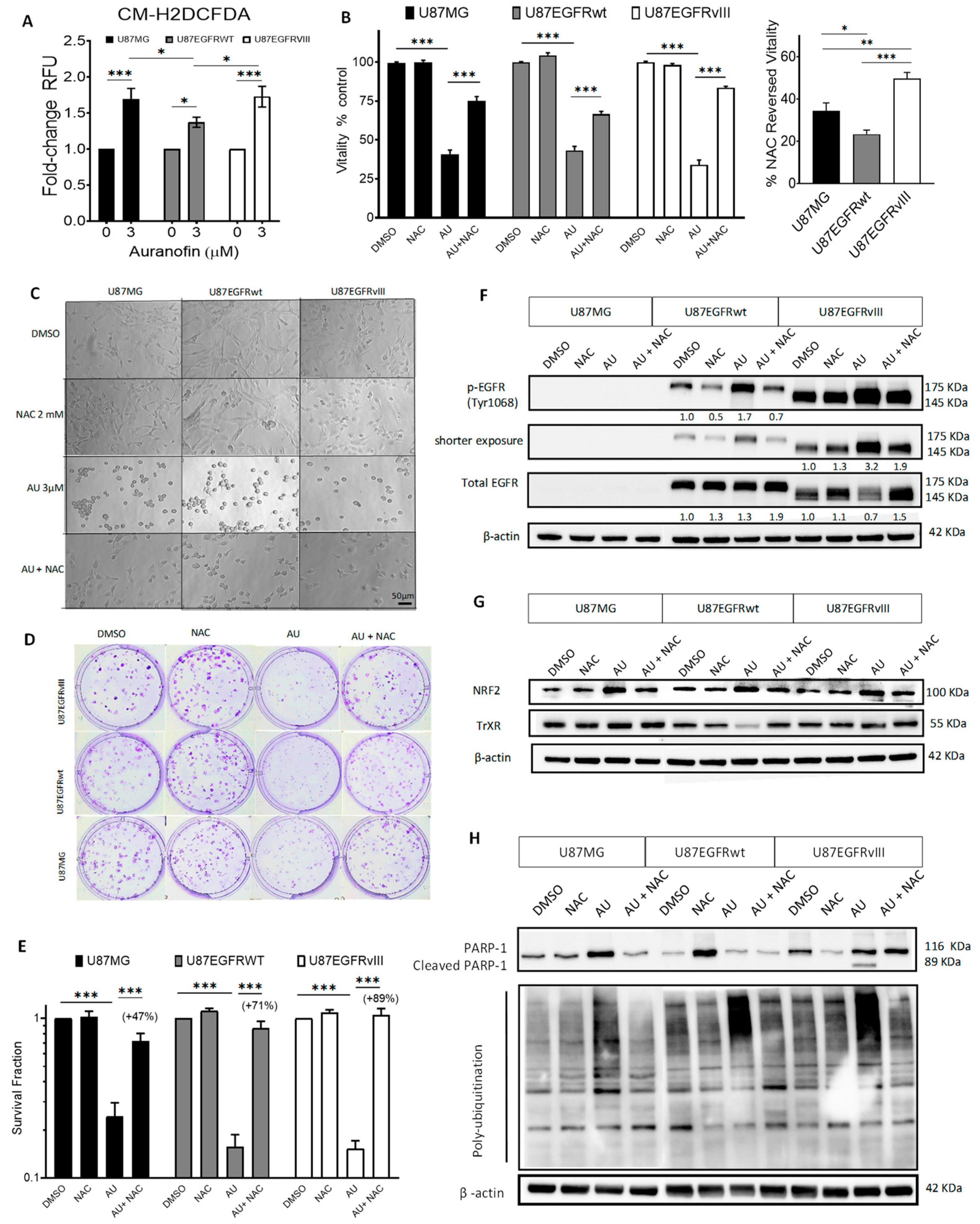 Cancers 16 02319 g002