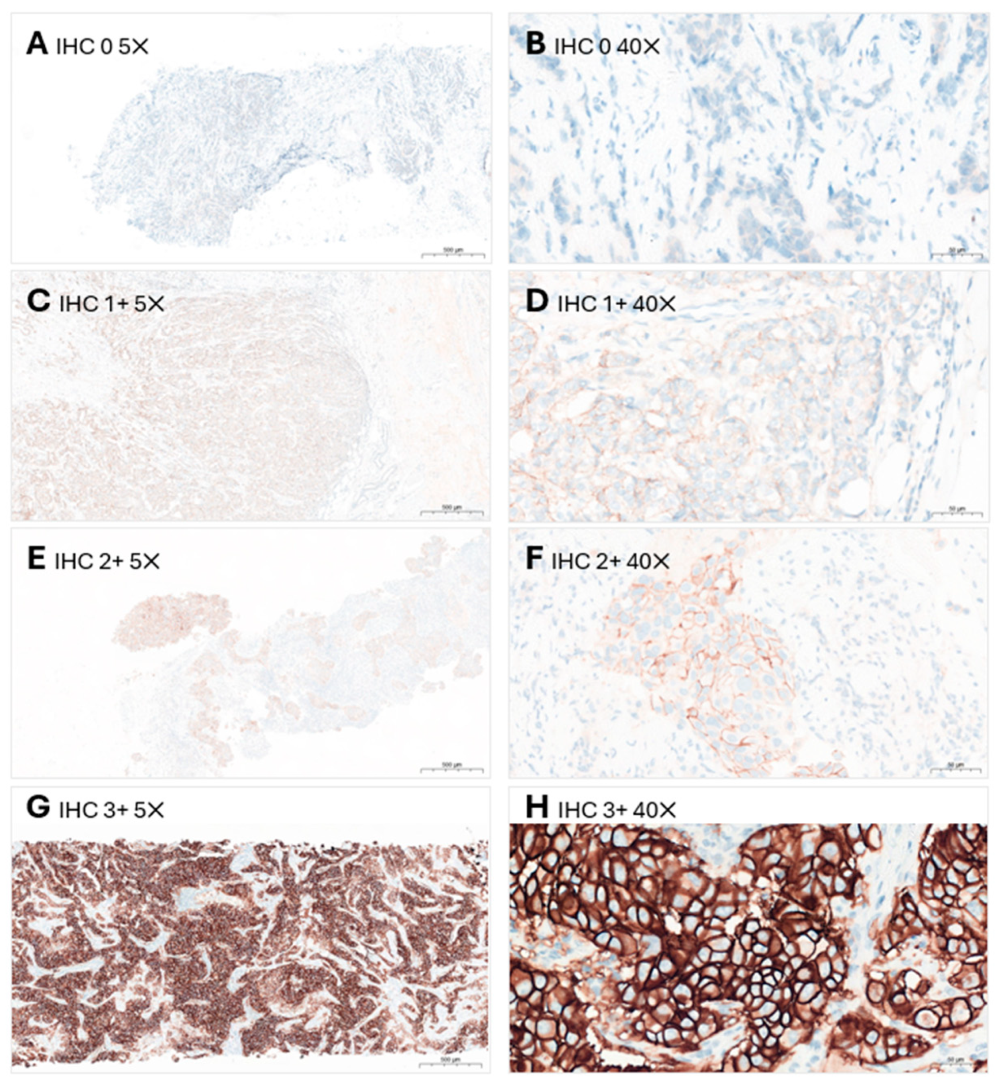 Cancers 16 02325 g001 Cancers 16 02325 g001