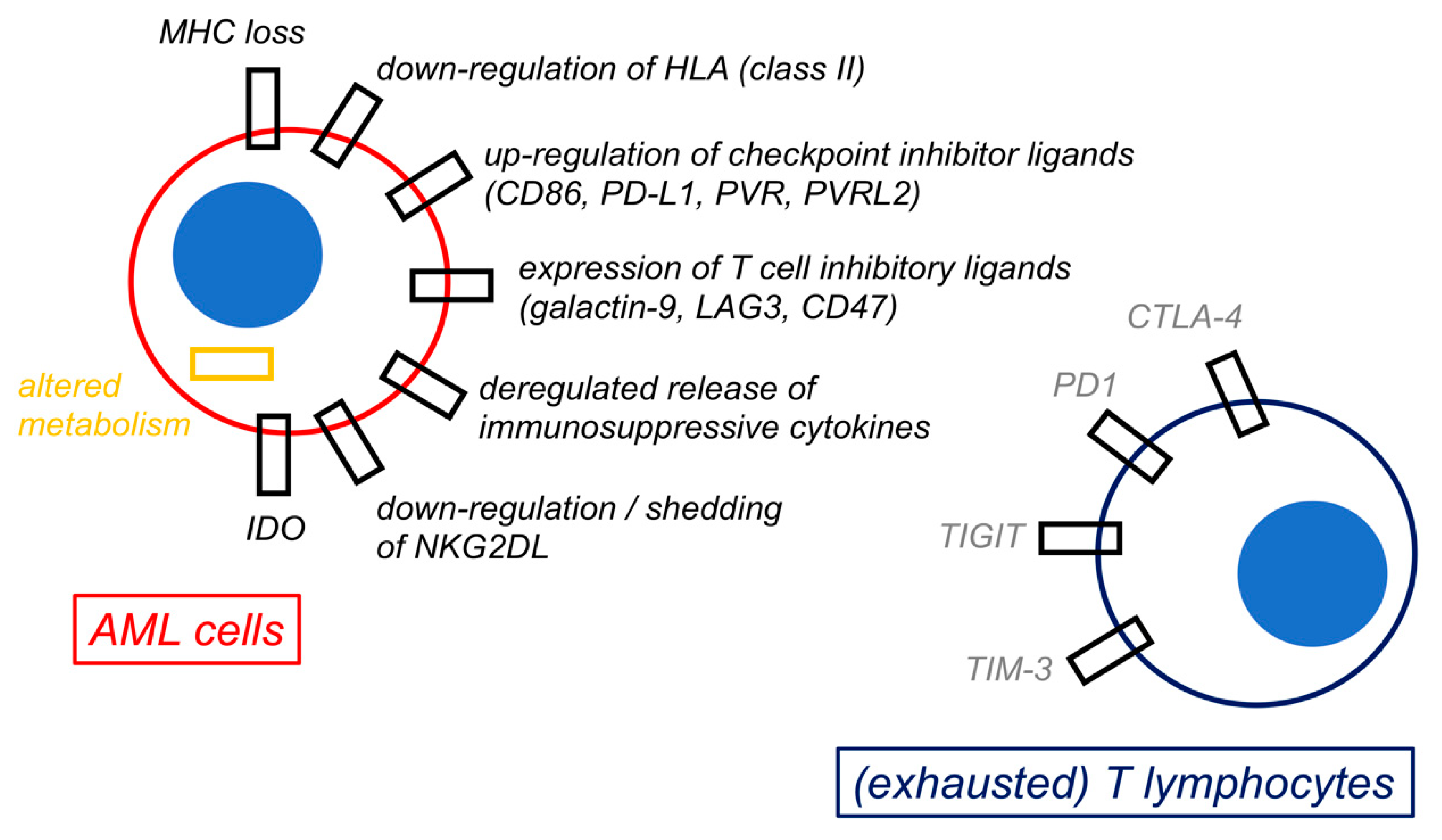 Cancers 16 02359 g003