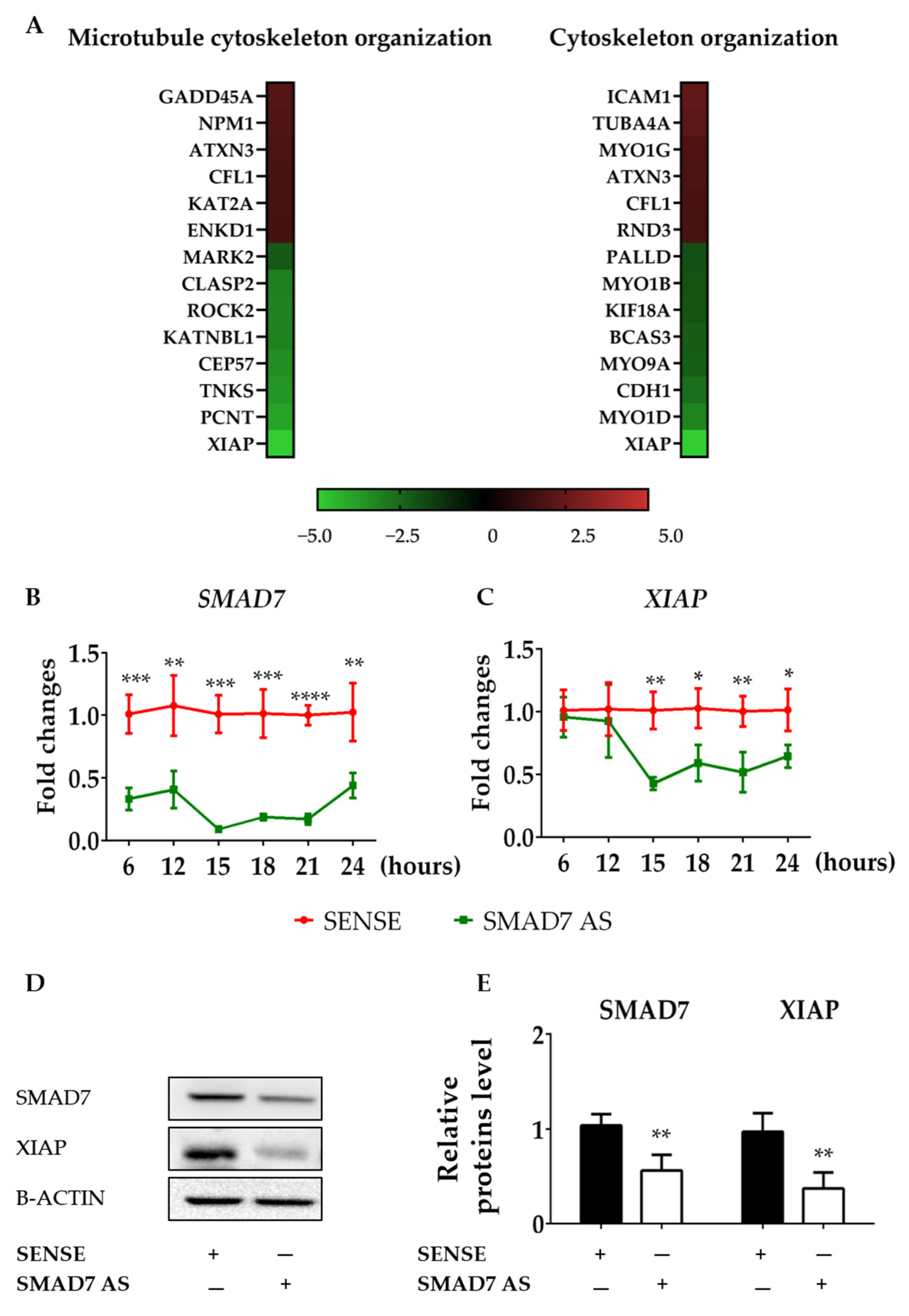 Cancers 16 02370 g002