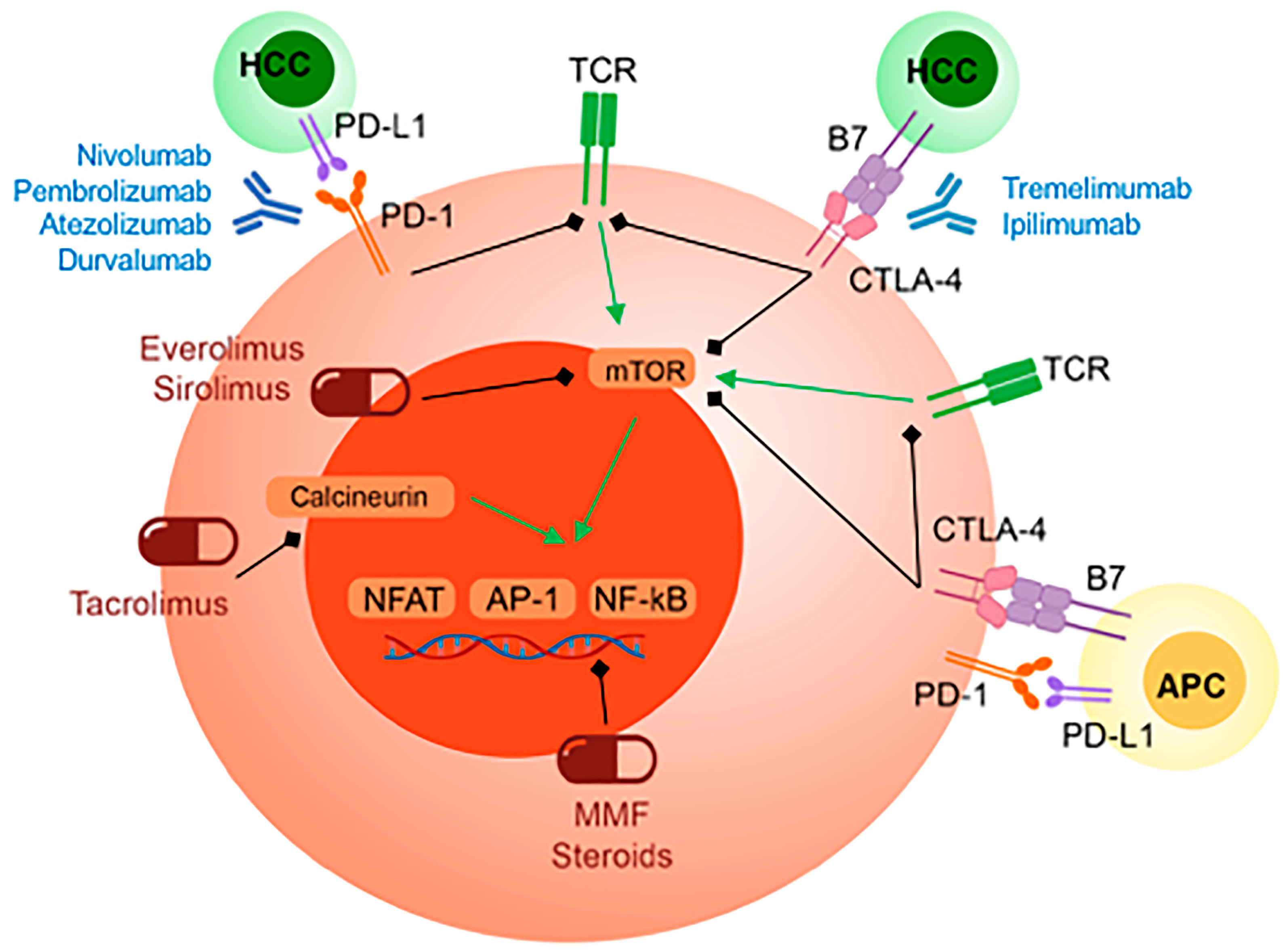 Hepatocellular Carcinoma | New England Journal of Medicine