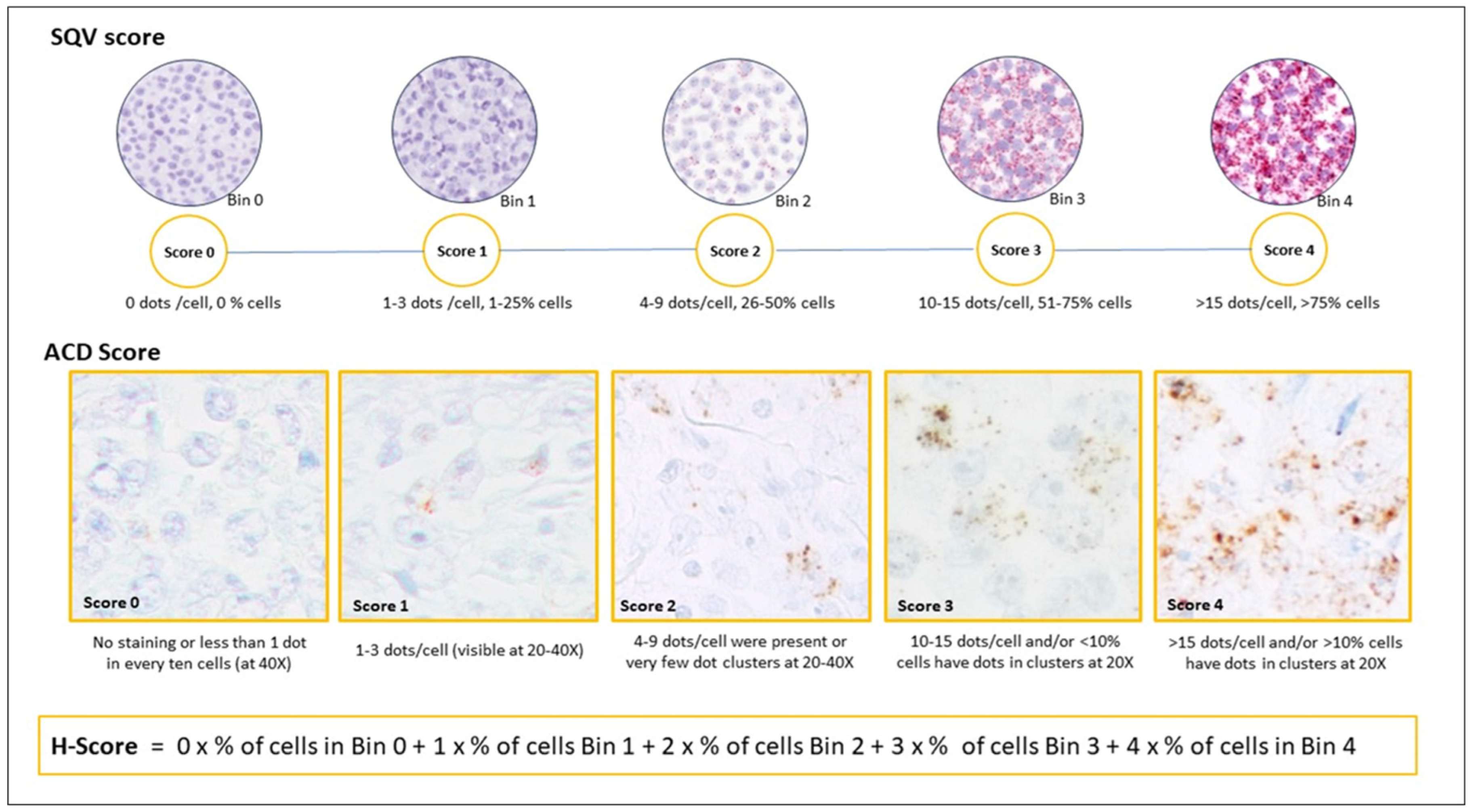 Cancers 16 02378 g001