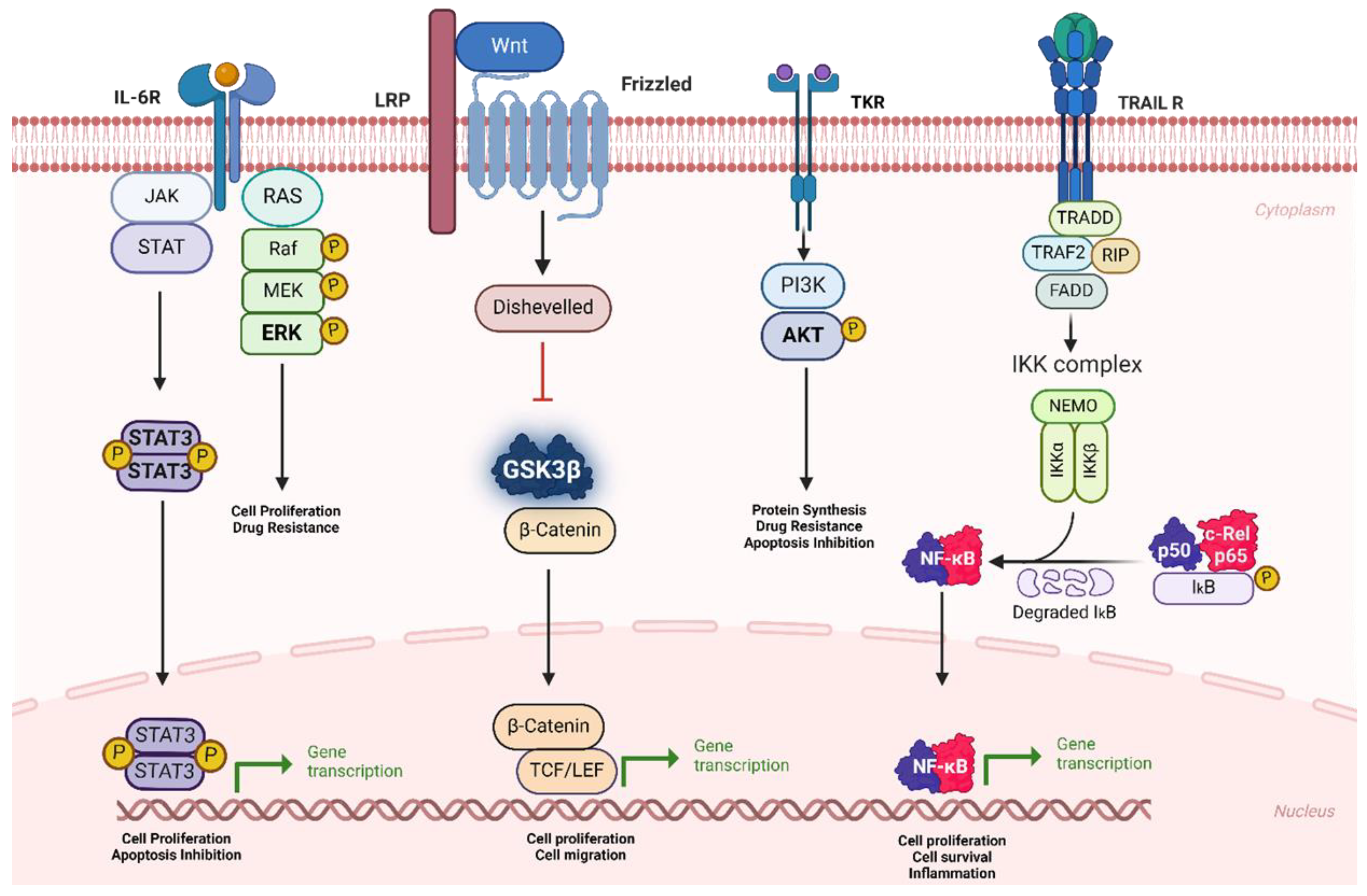 Cancers 16 02381 g002 Cancers 16 02381 g002