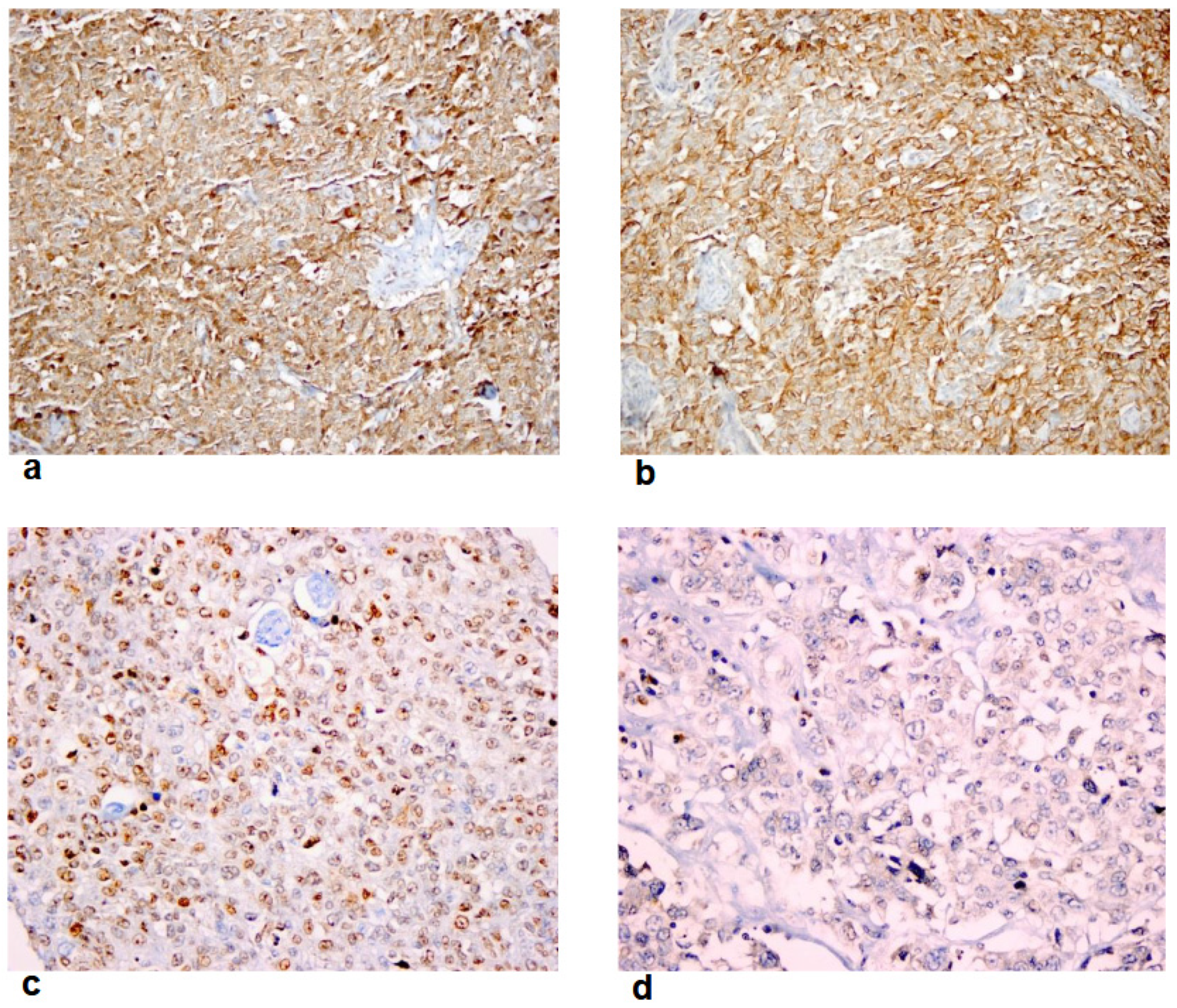 Cancers 16 02388 g002