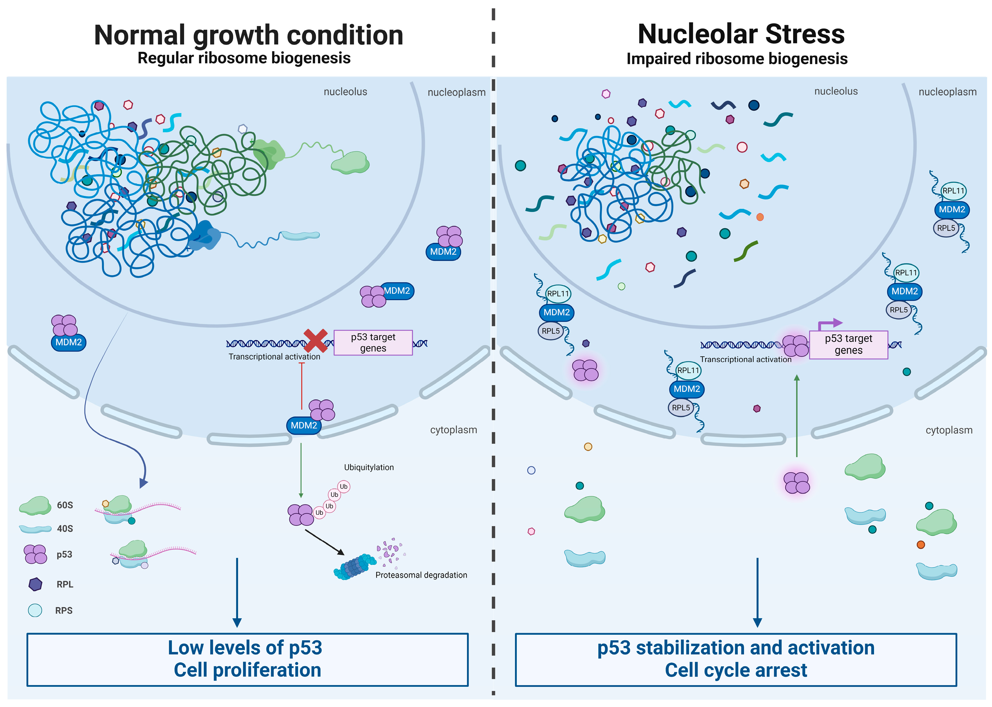 Cancers 16 02392 g002 Cancers 16 02392 g002