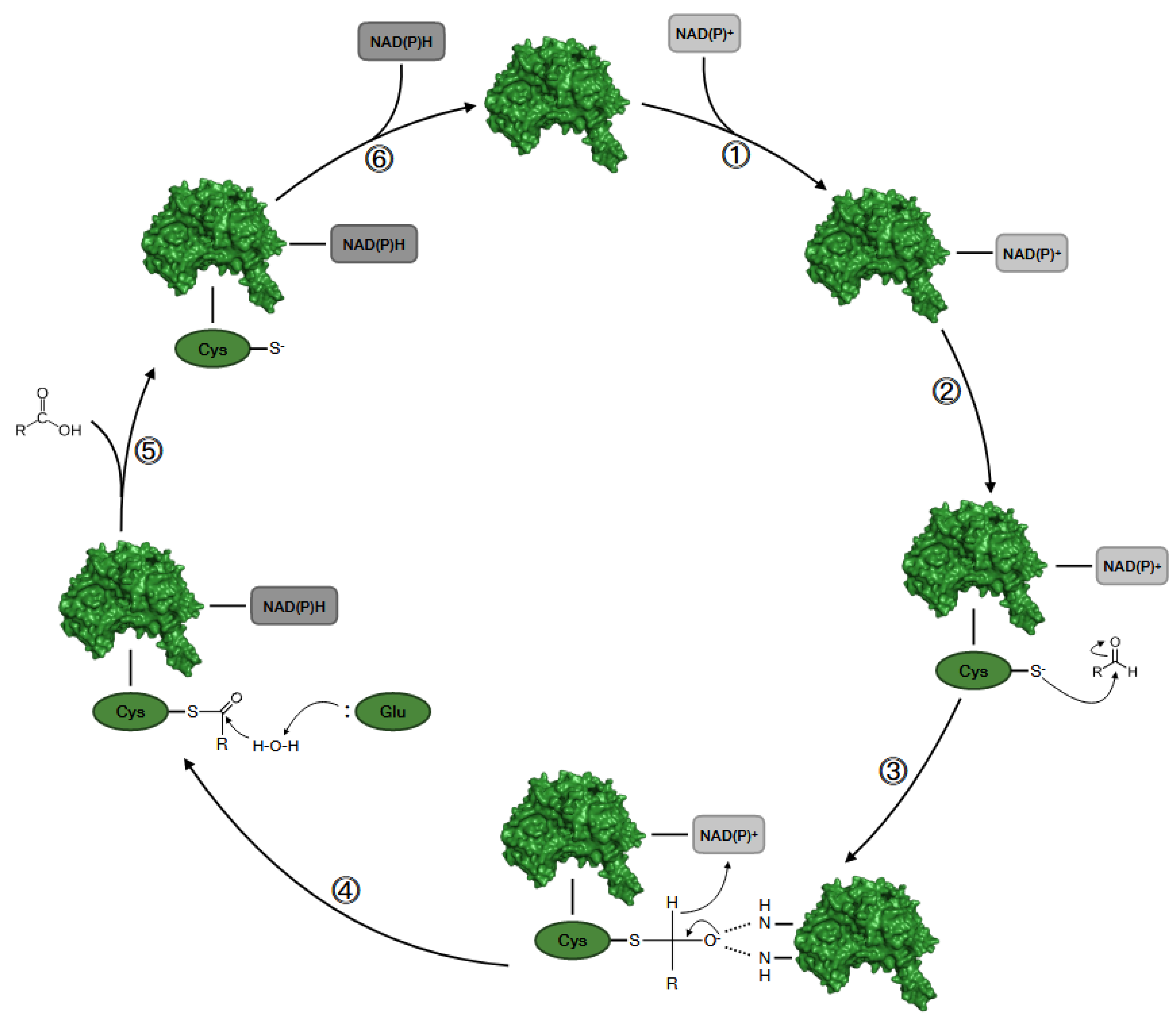 Cancers 16 02397 g002 Cancers 16 02397 g002