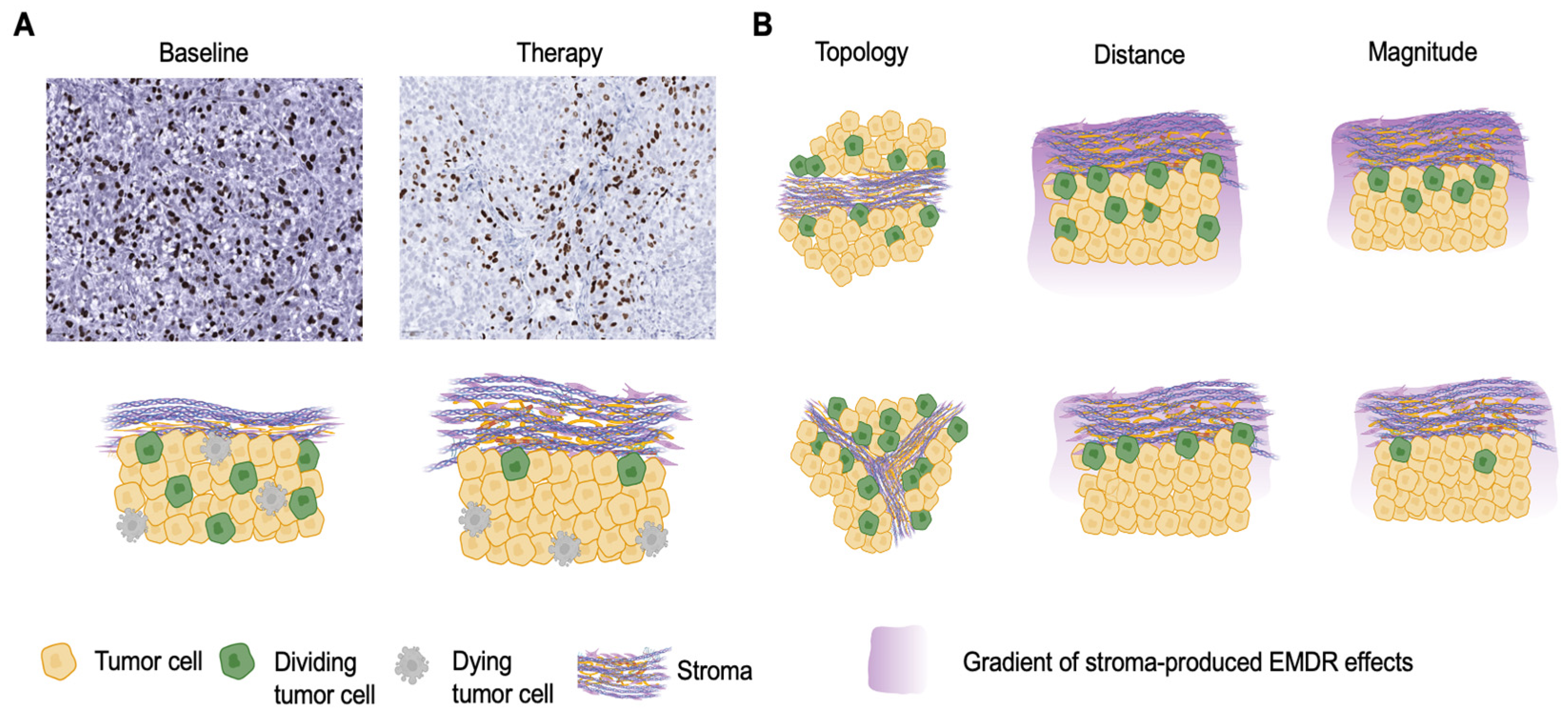 Cancers 16 02405 g001