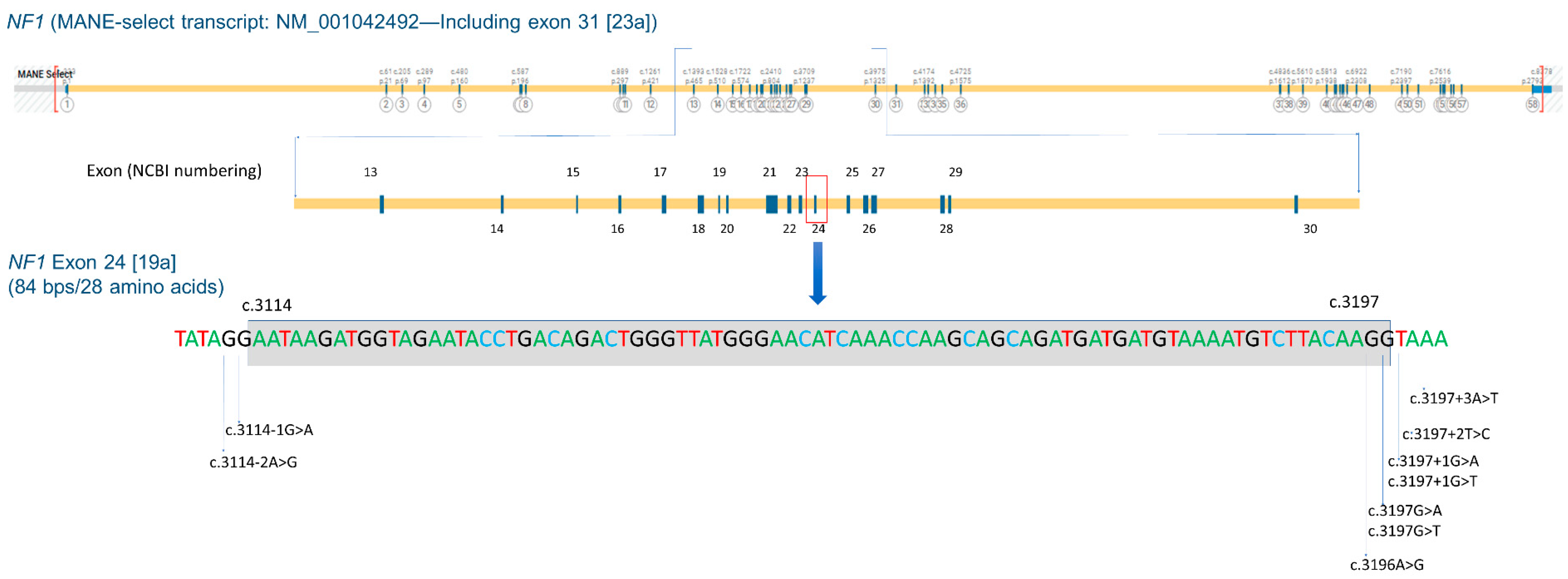 Cancers 16 02406 g001