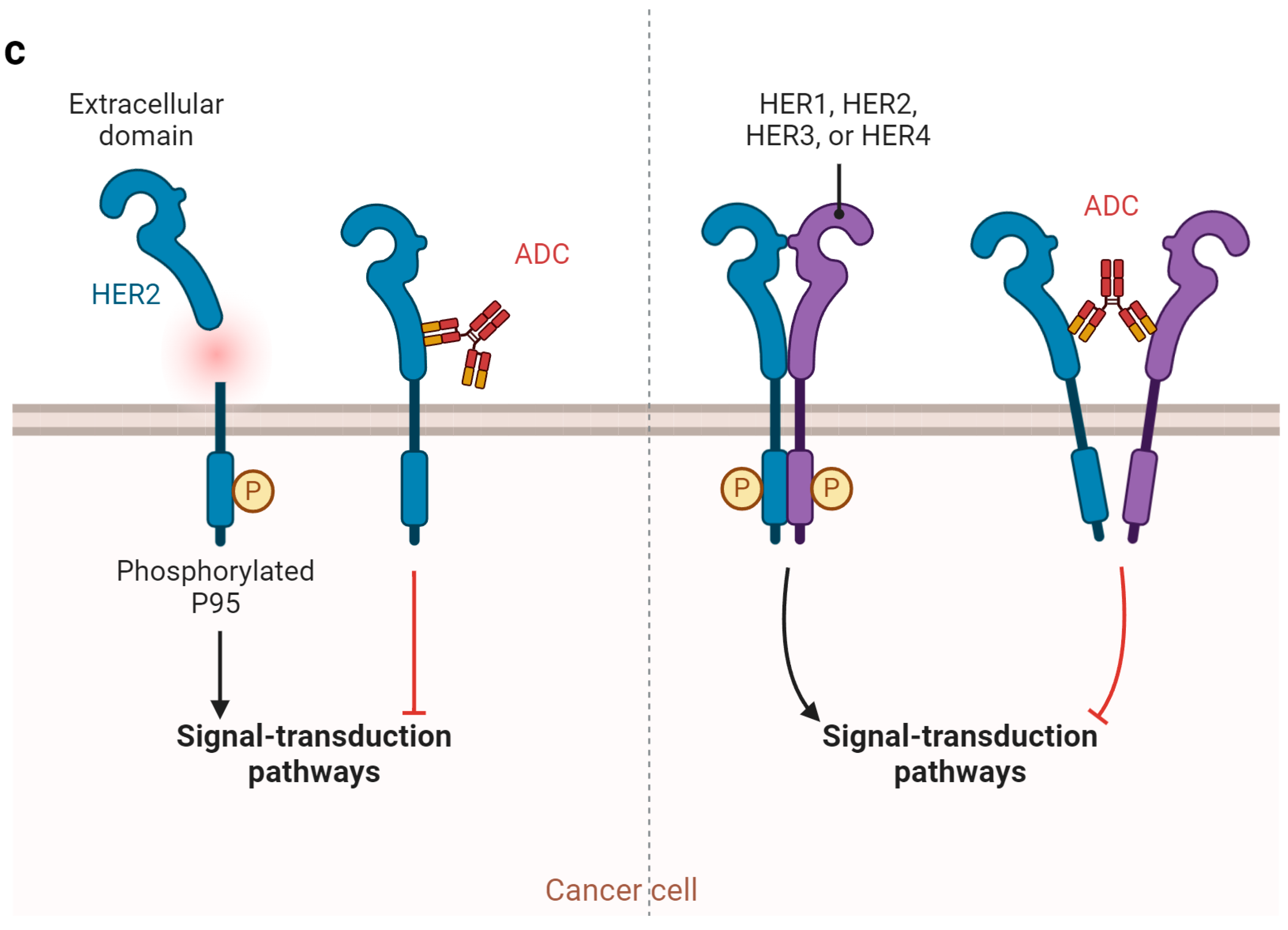 Cancers 16 02420 g002b Cancers 16 02420 g002b