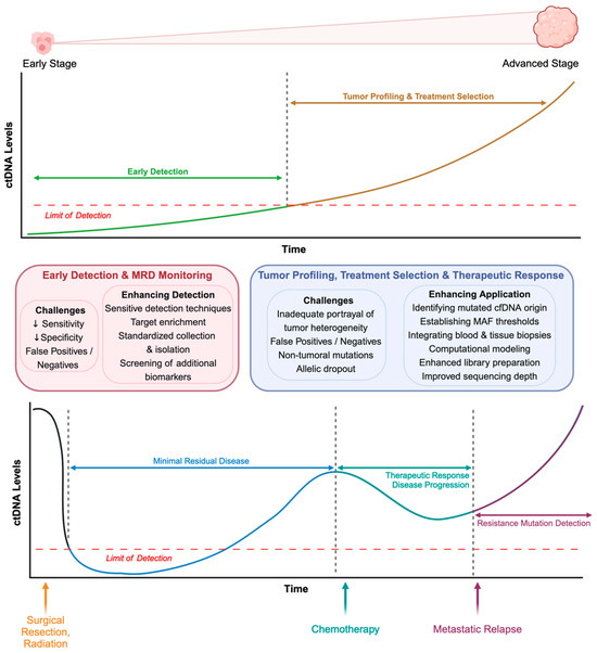 Decoding the Dynamics of Circulating Tumor DNA in Liquid Biopsies