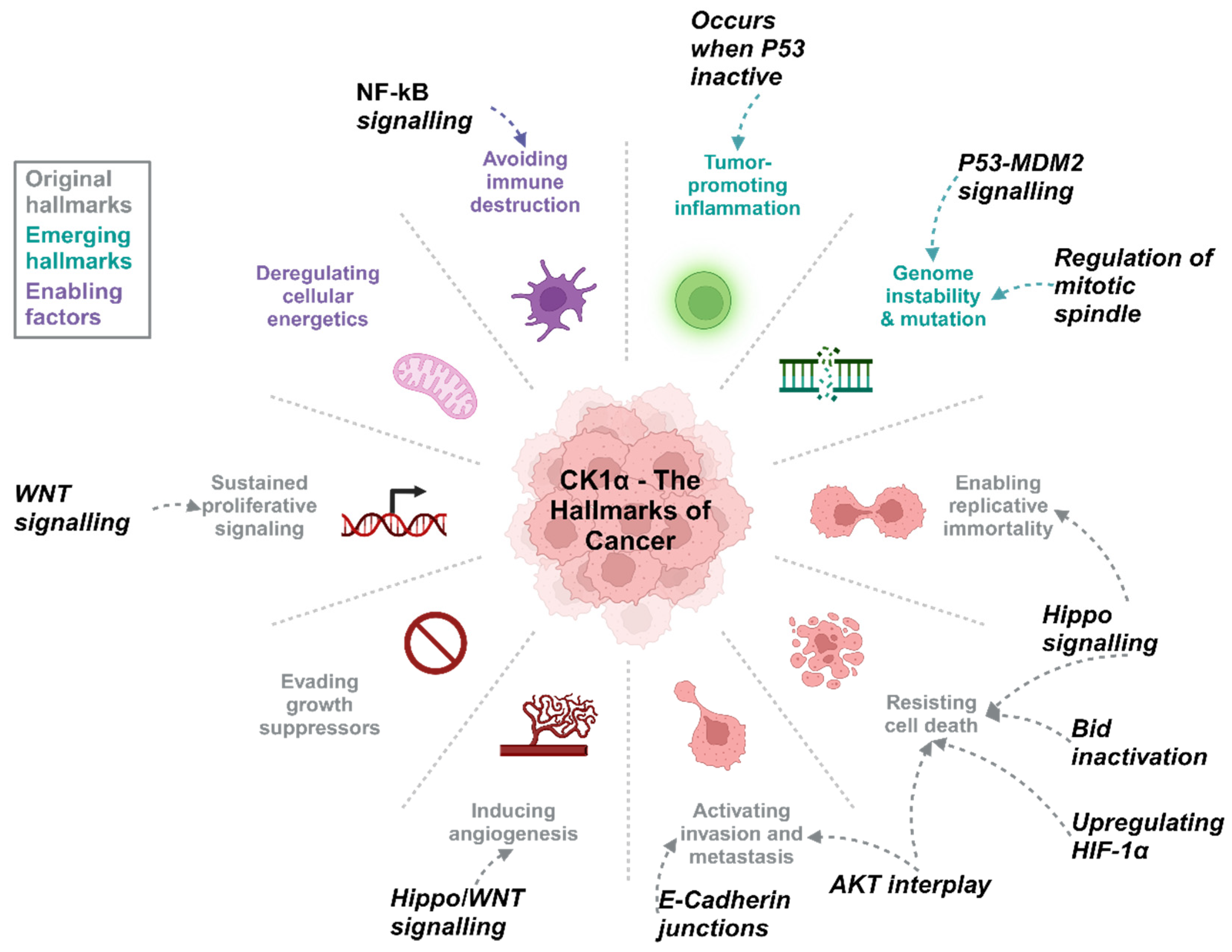 Cancers 16 02436 g005 Cancers 16 02436 g005