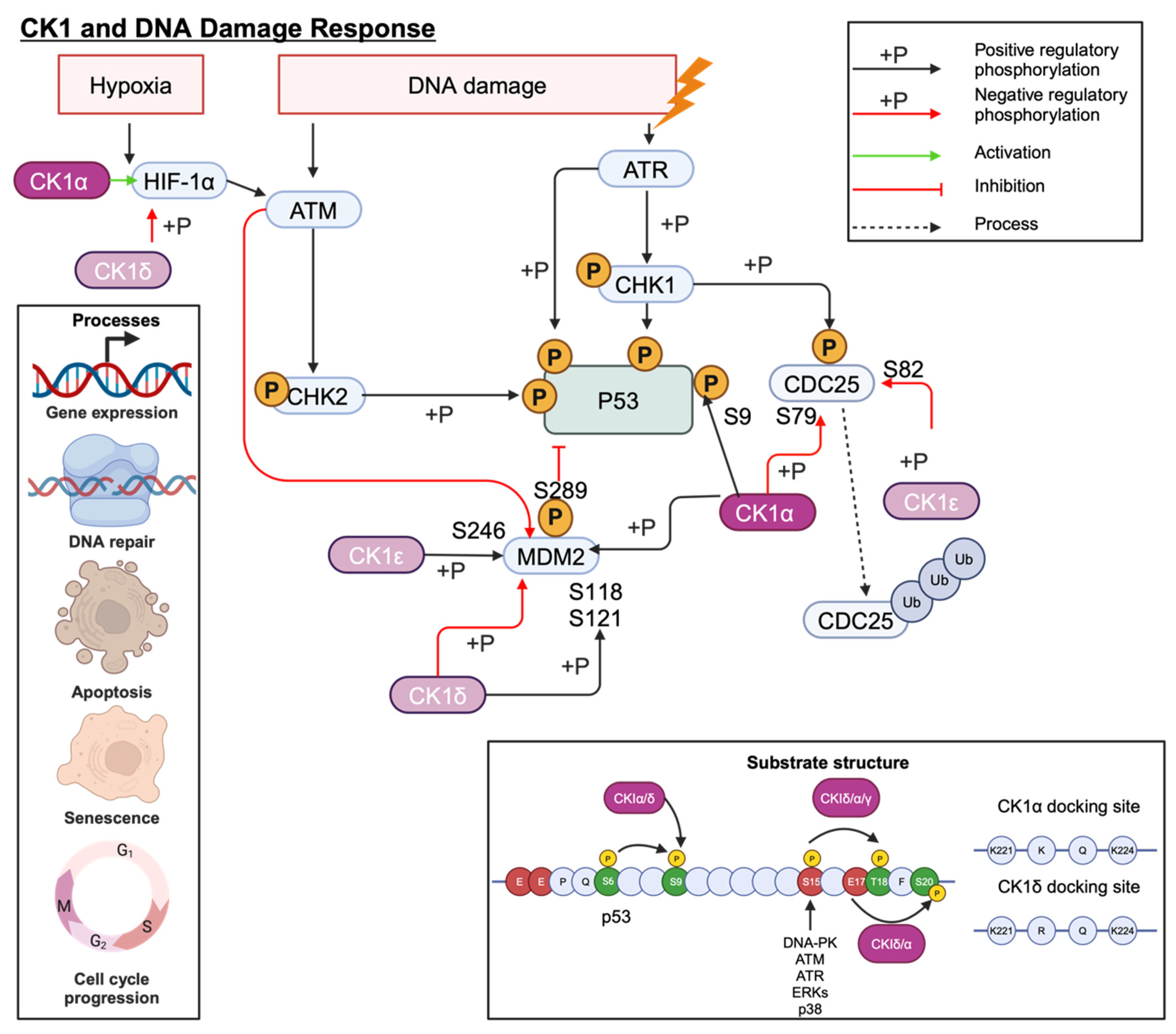 Cancers 16 02436 g010 Cancers 16 02436 g010
