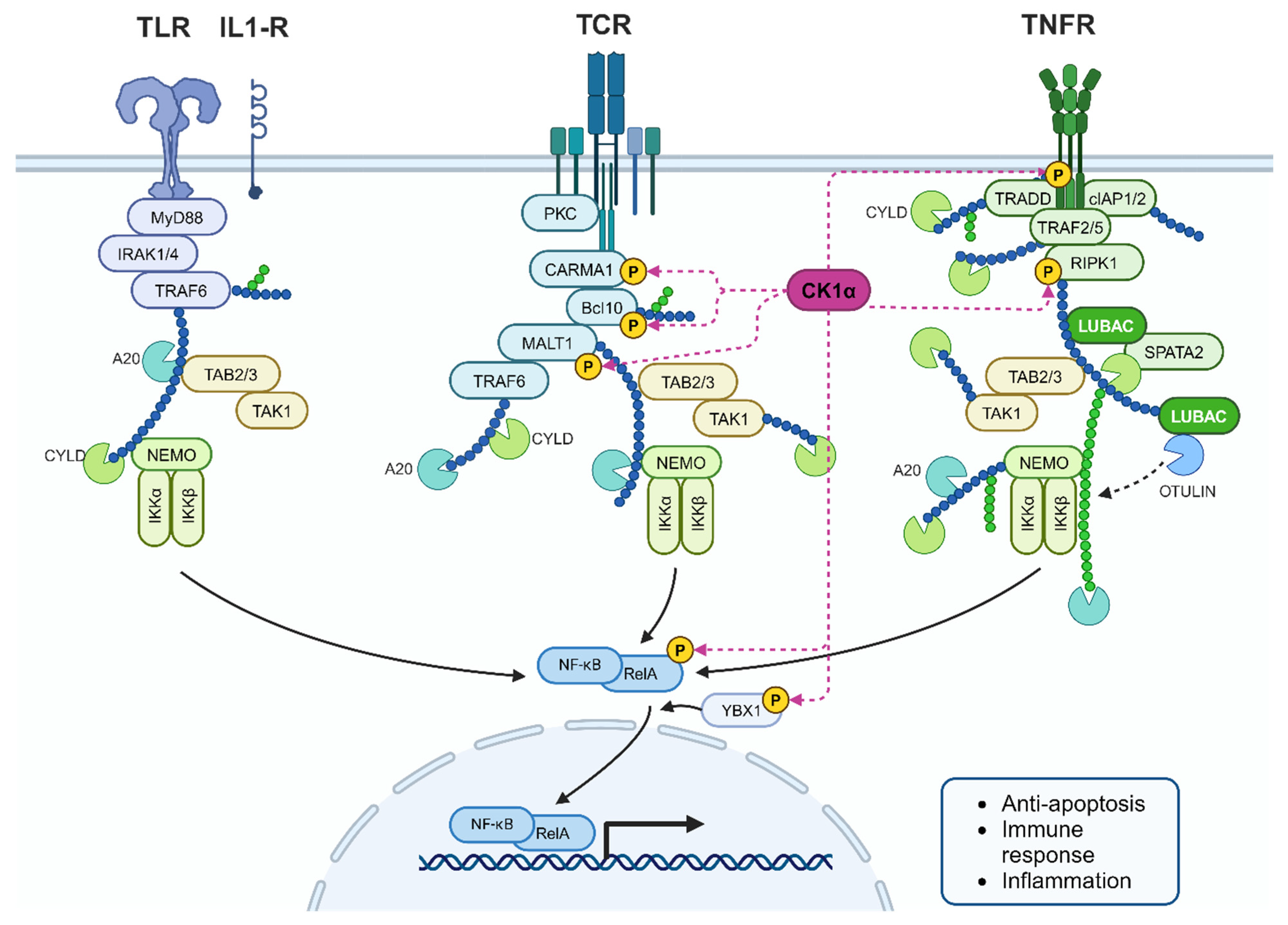 Cancers 16 02436 g013 Cancers 16 02436 g013