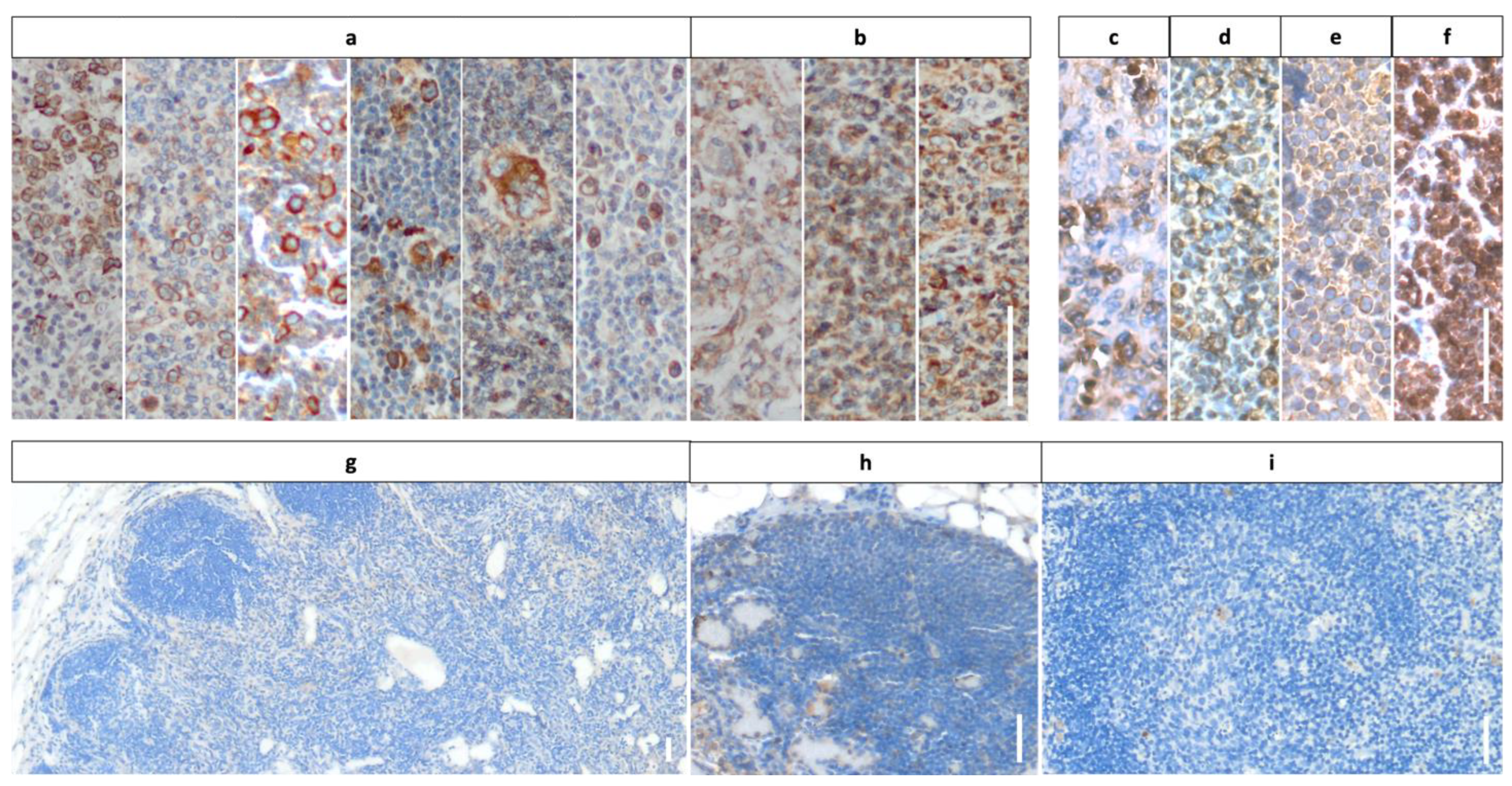 Cancers 16 02452 g001