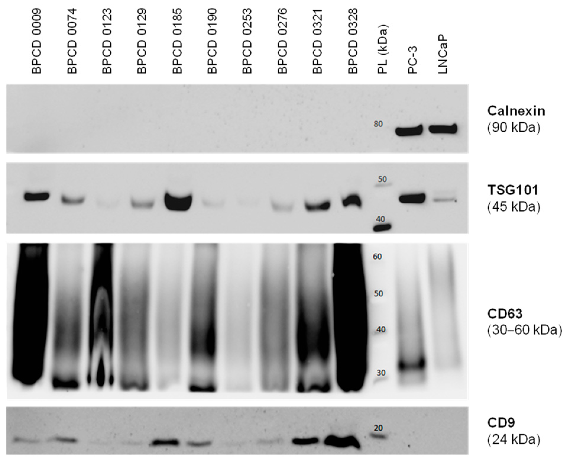 Cancers 16 02453 g001