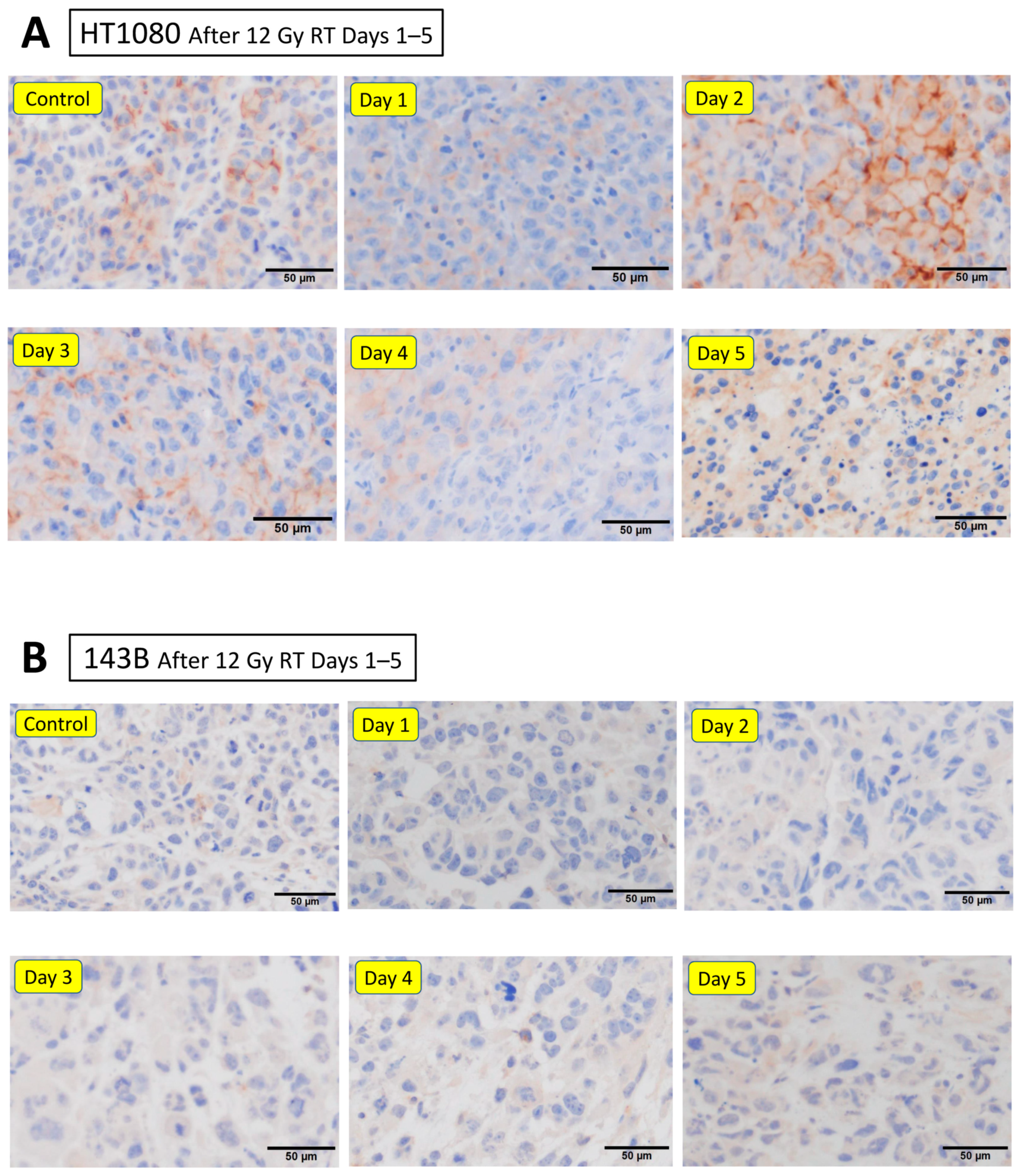 Cancers 16 02489 g005