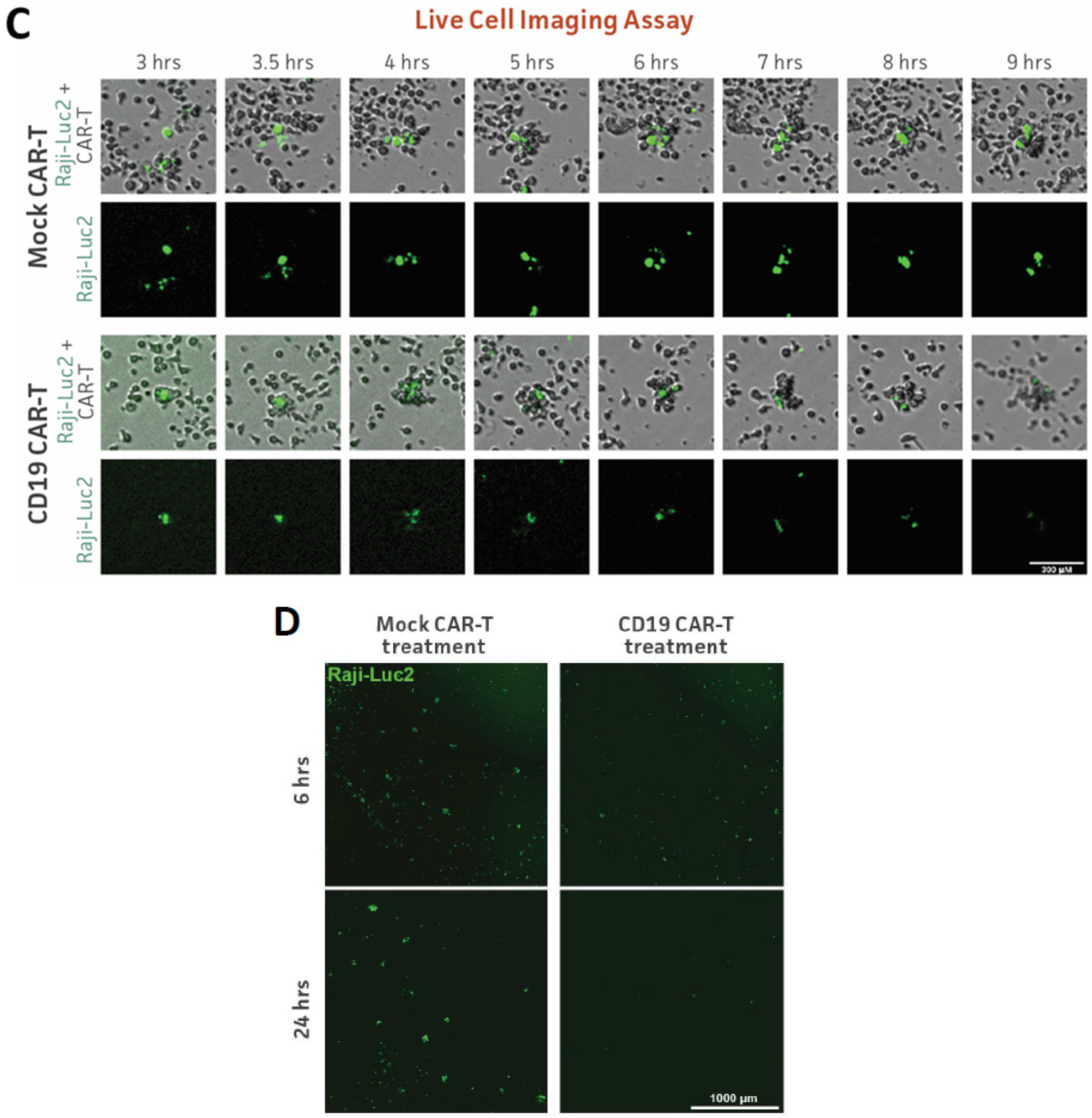 Cancers 16 02497 g003b