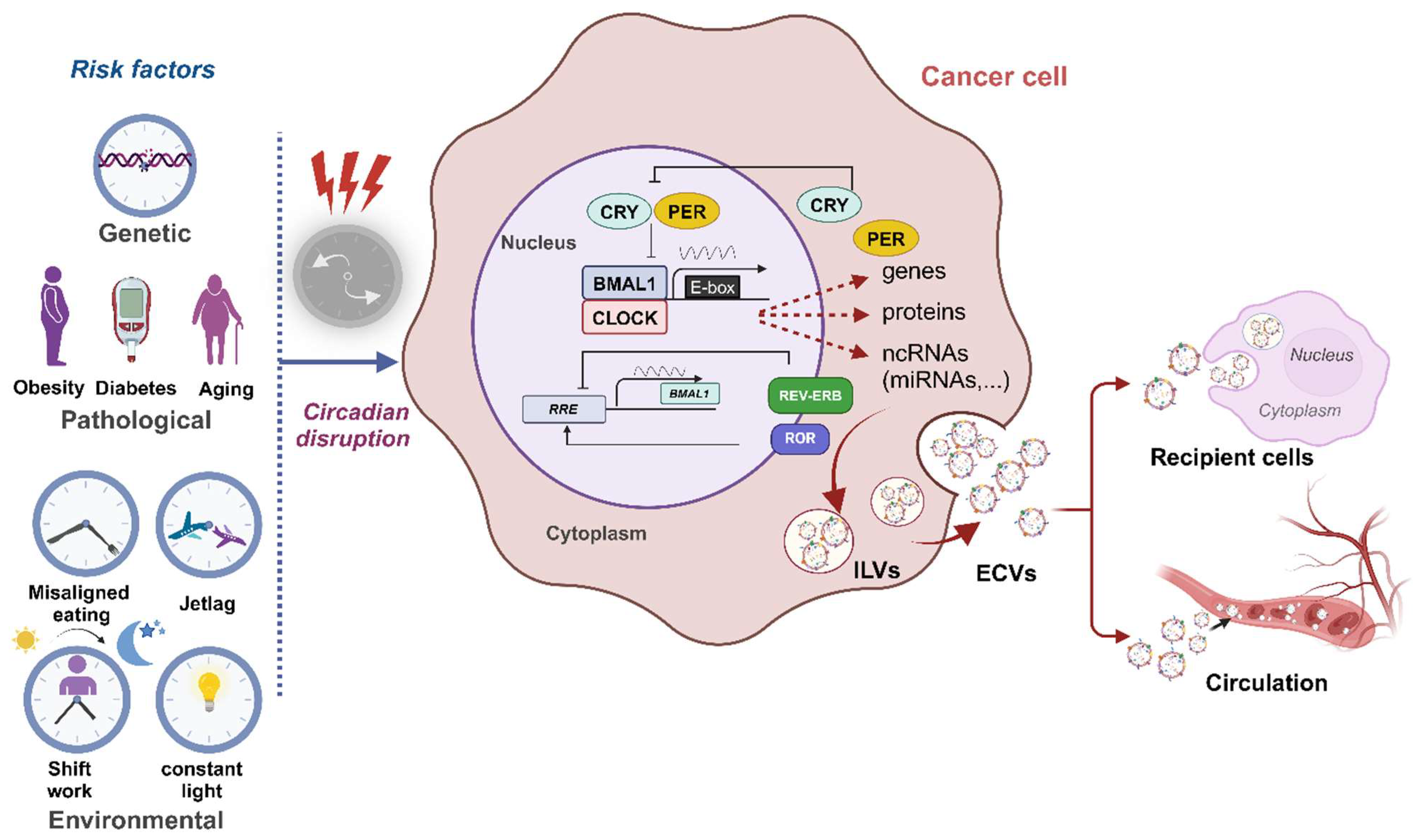 Cancers 16 02552 g004