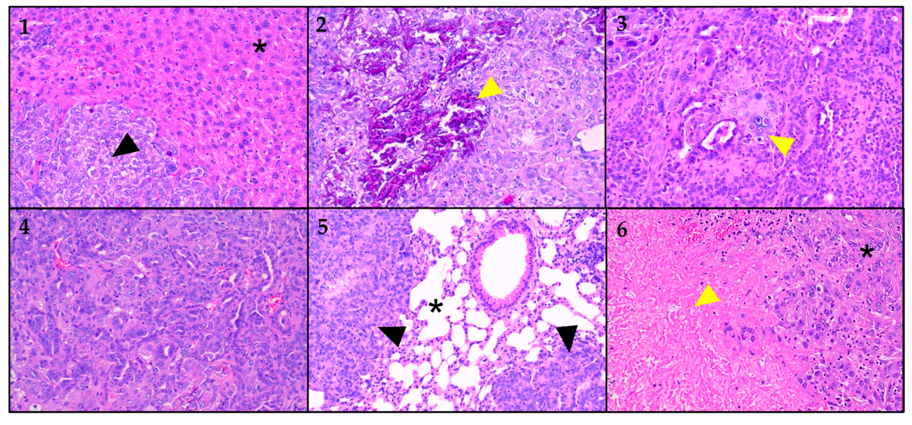 Cancers 16 02591 g008