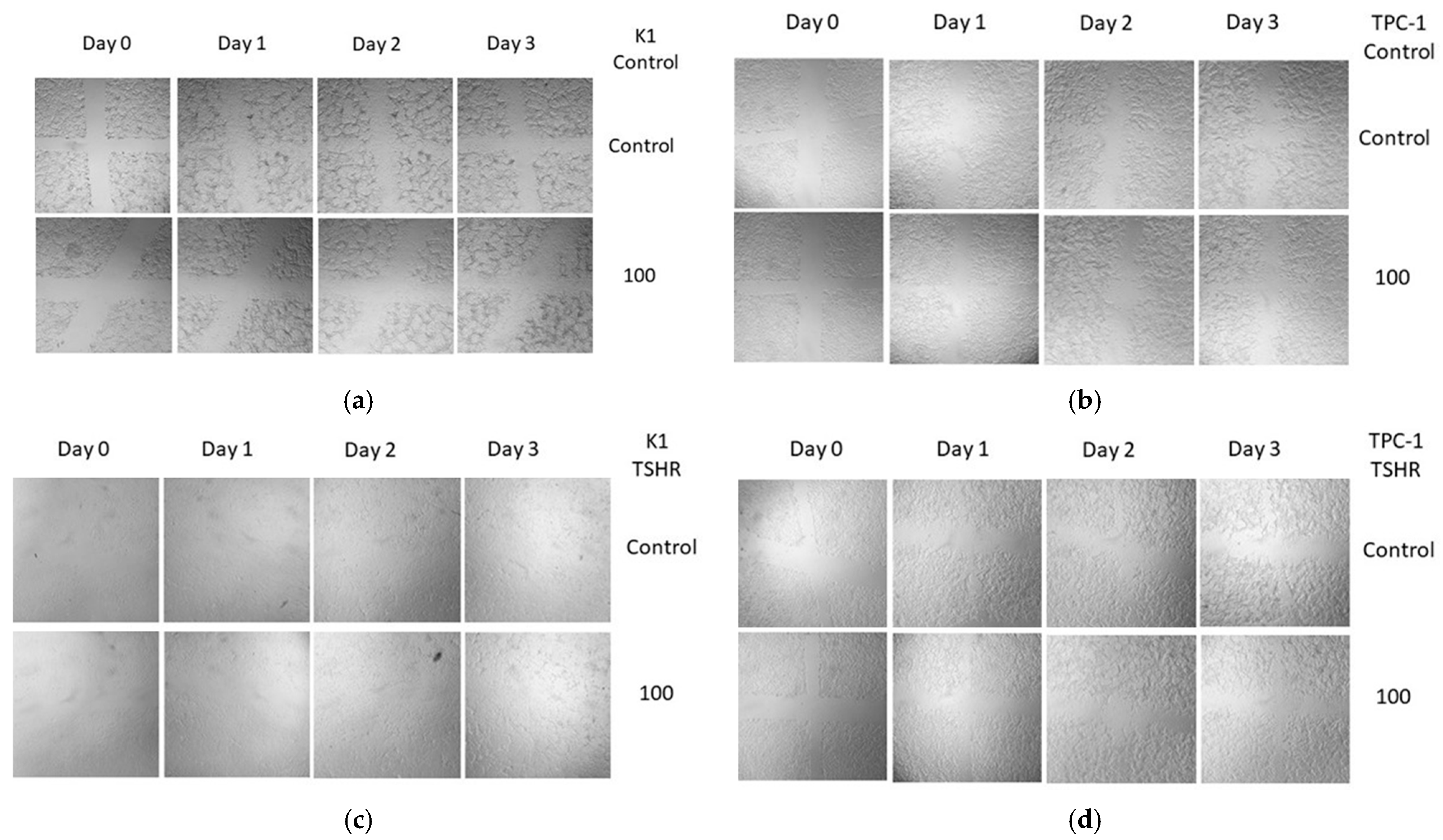 Cancers 16 02604 g003