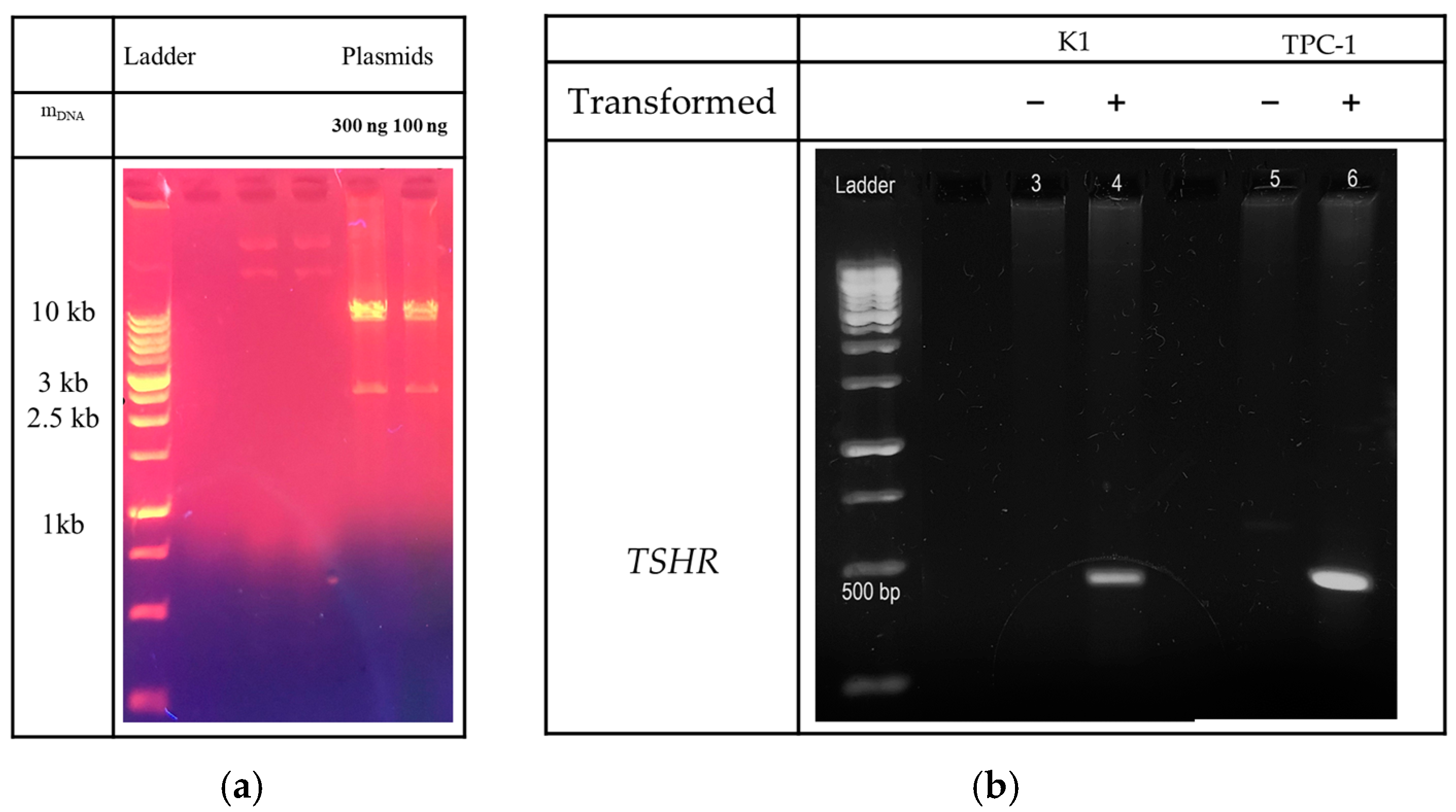 Cancers 16 02604 g0a2