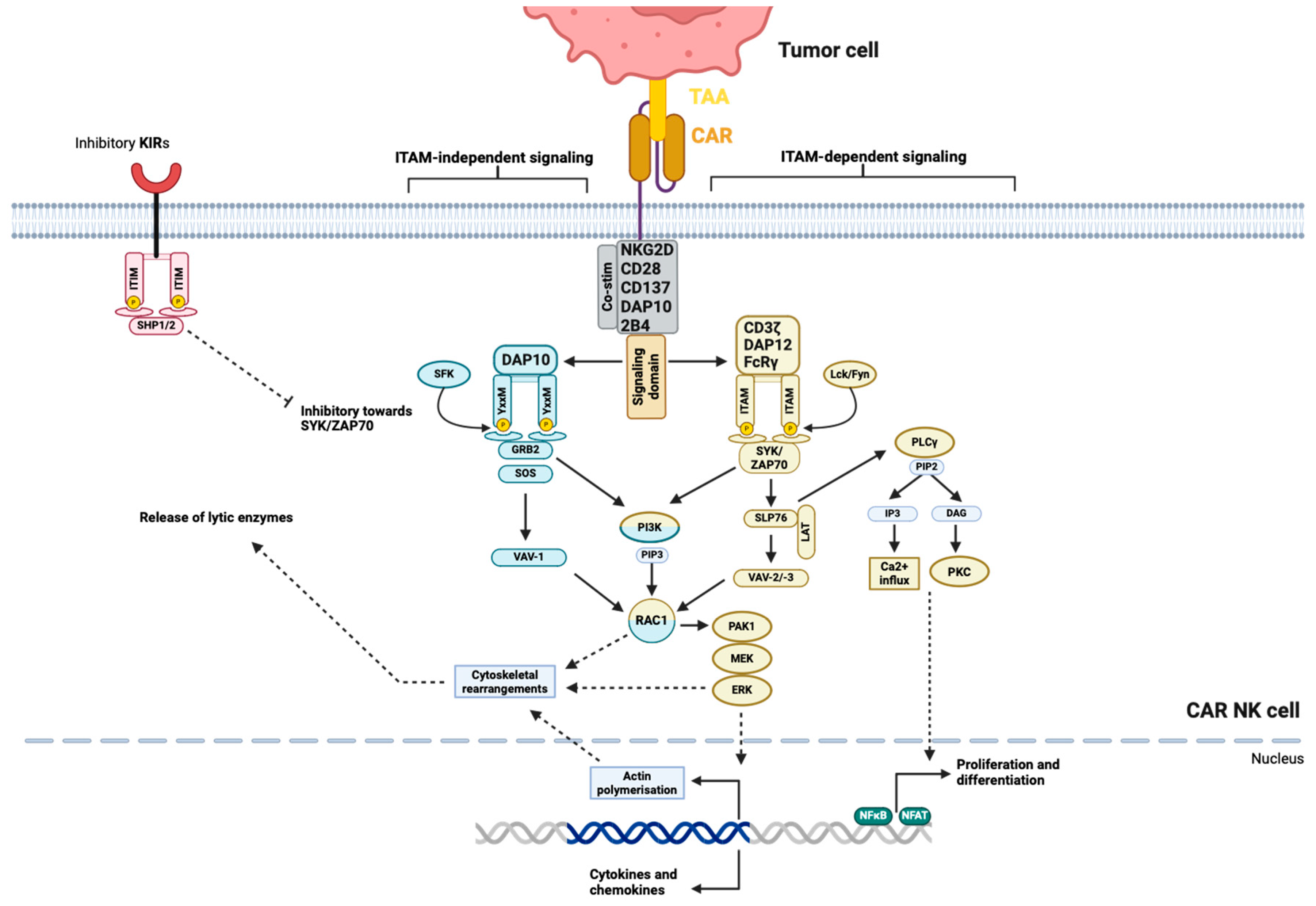 Cancers 16 02608 g001