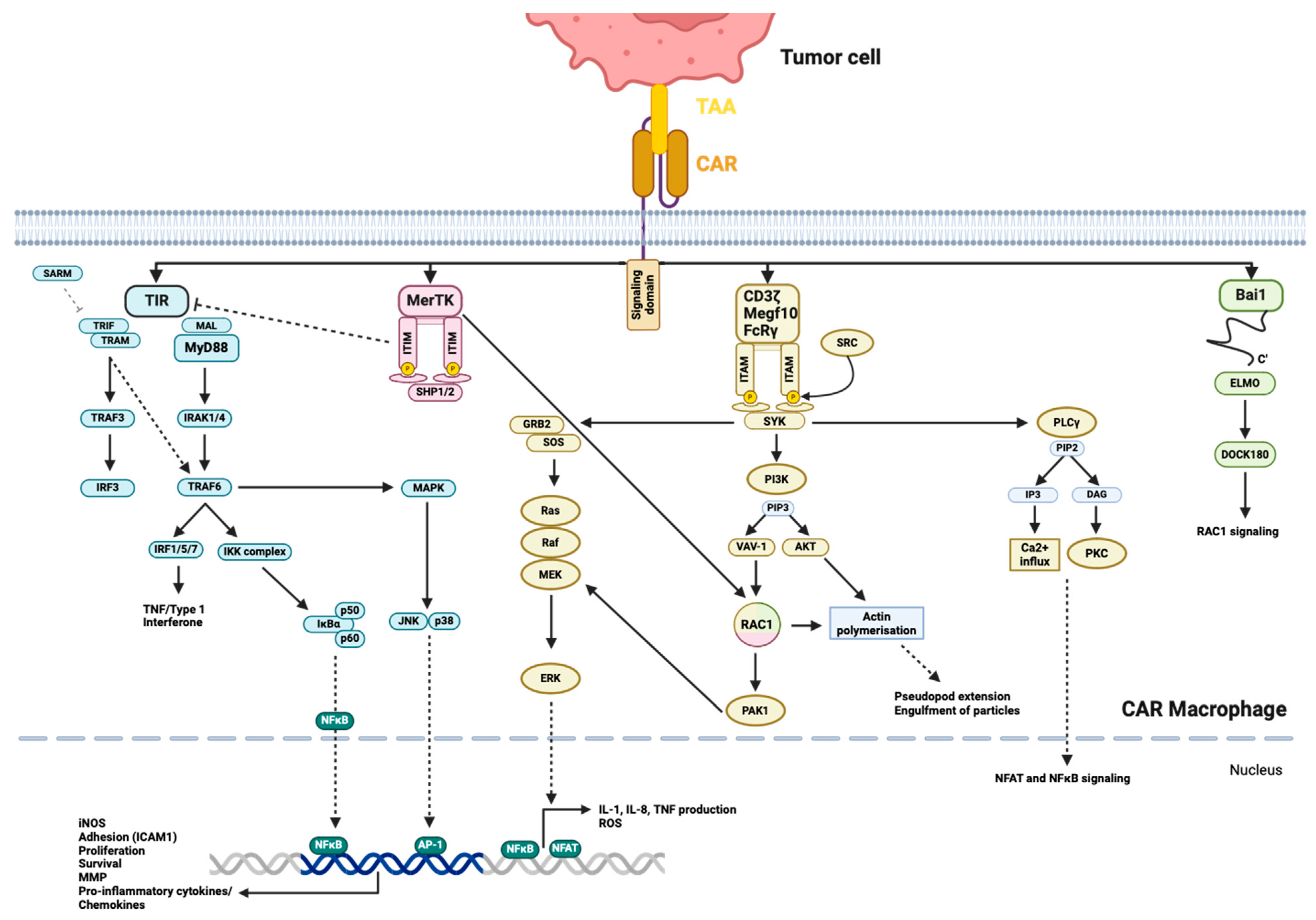 Cancers 16 02608 g004