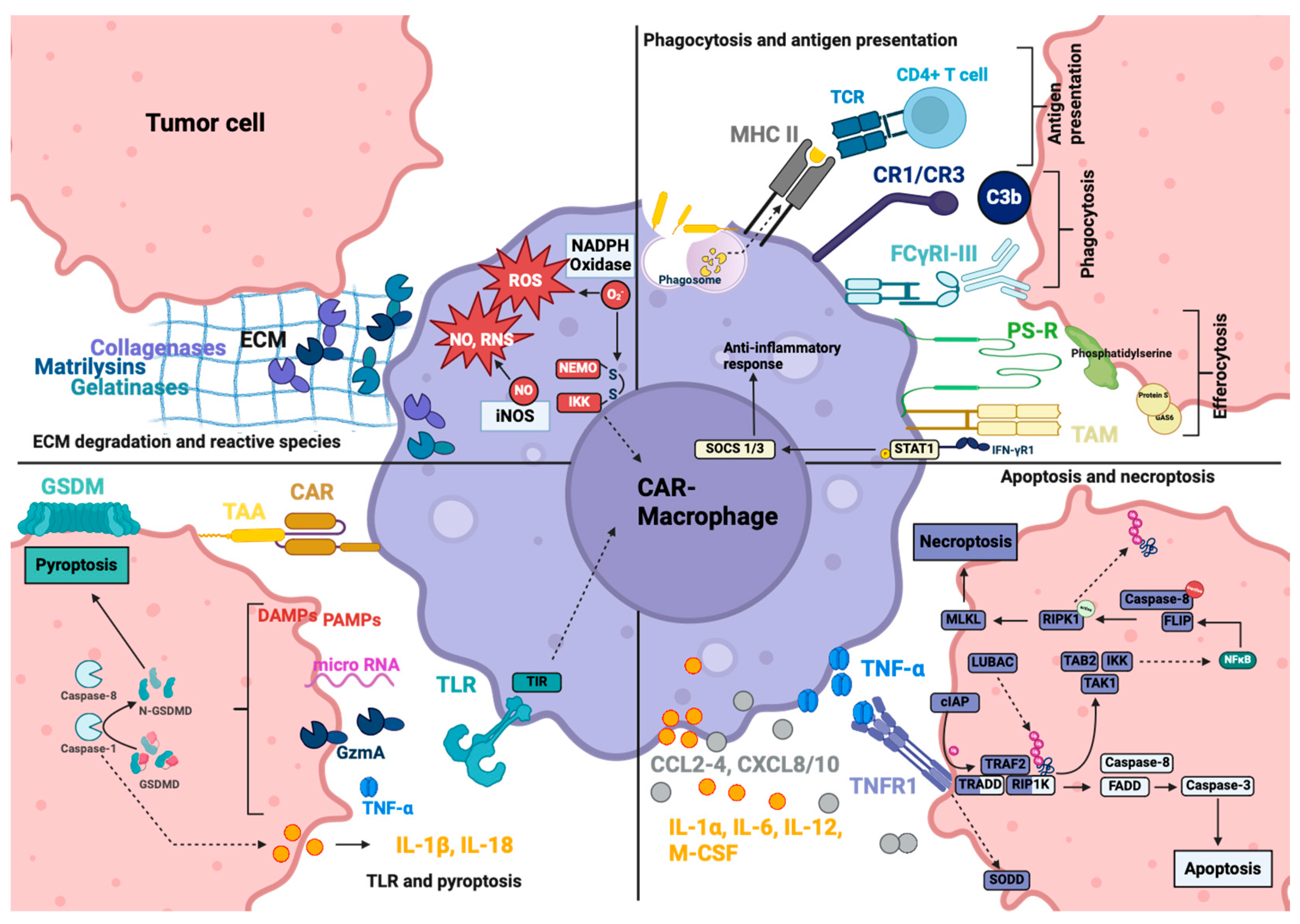Cancers 16 02608 g005