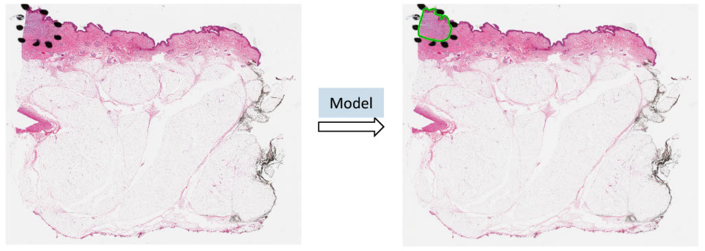 Cancers 16 02616 g001