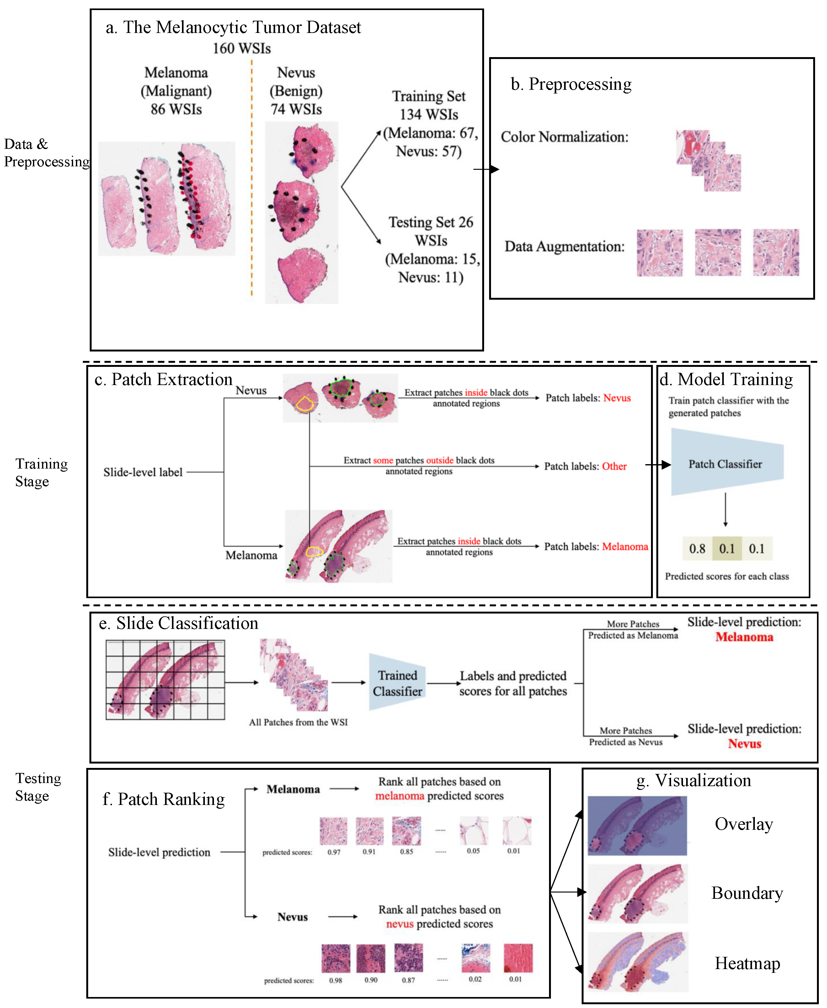 Cancers 16 02616 g002
