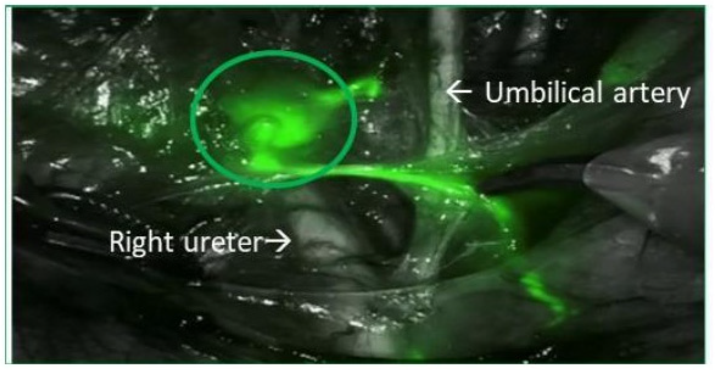 Cancers 16 02626 g002