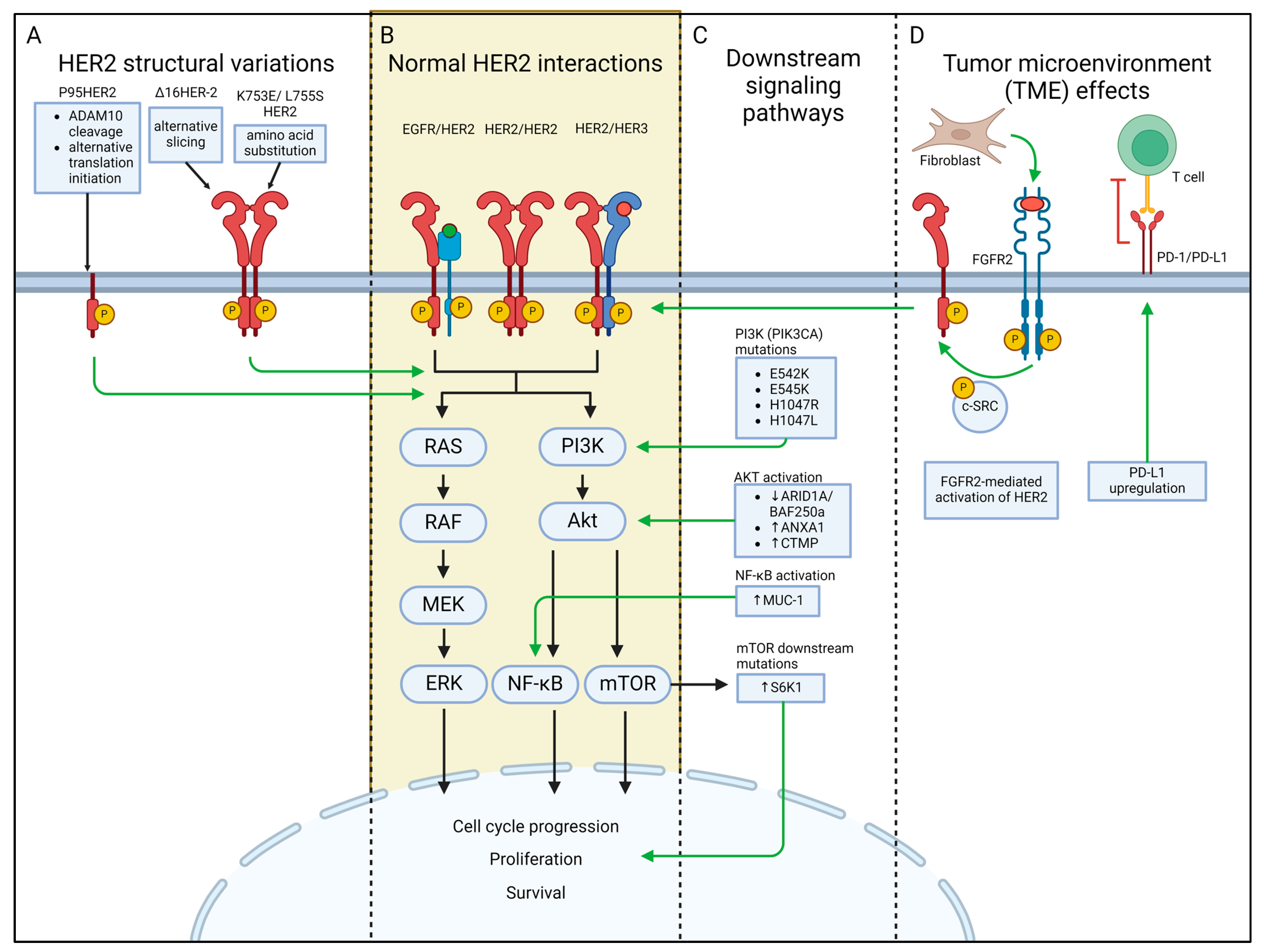 Cancers 16 02635 g002
