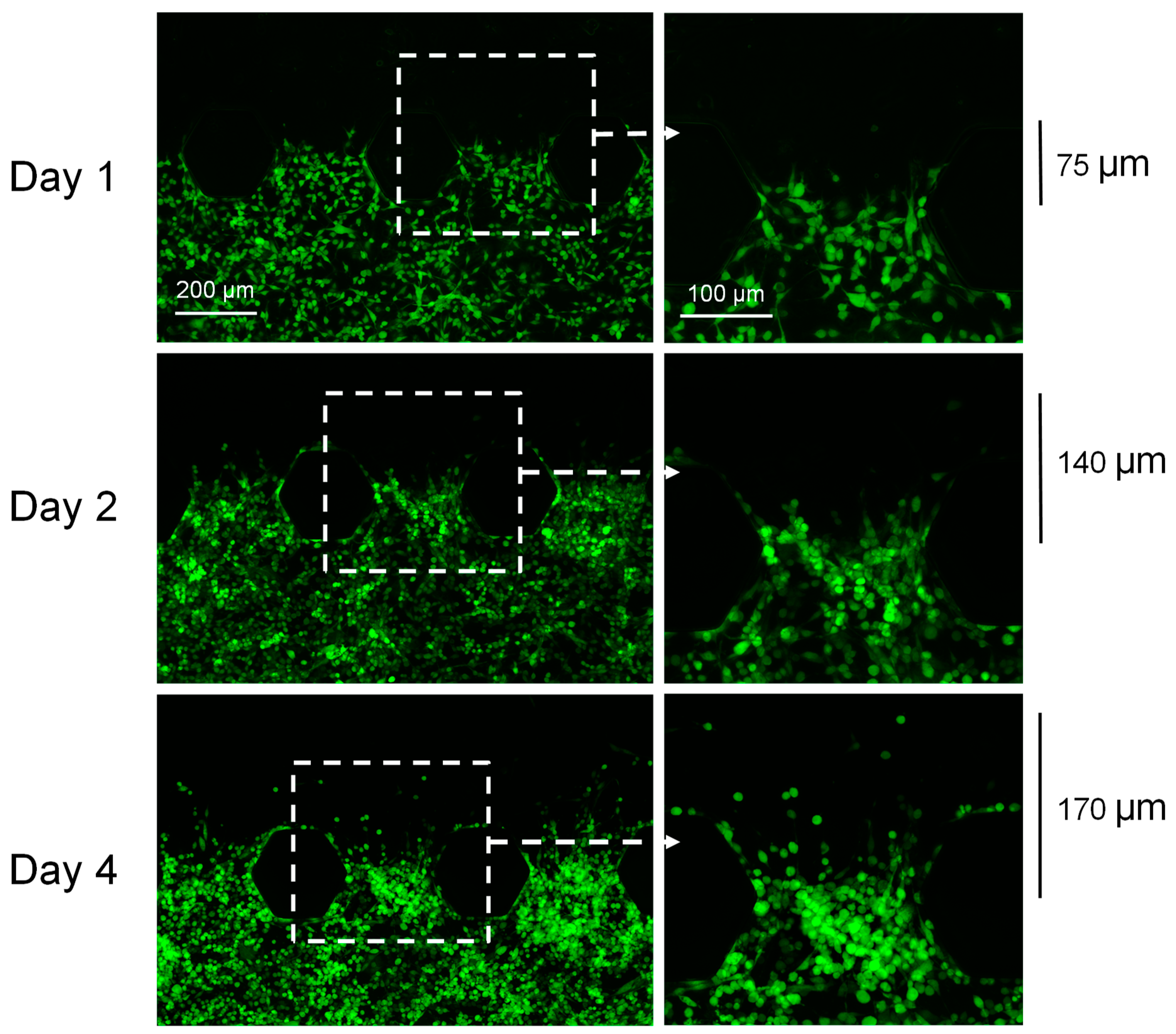 Cancers 16 02657 g002 Cancers 16 02657 g002