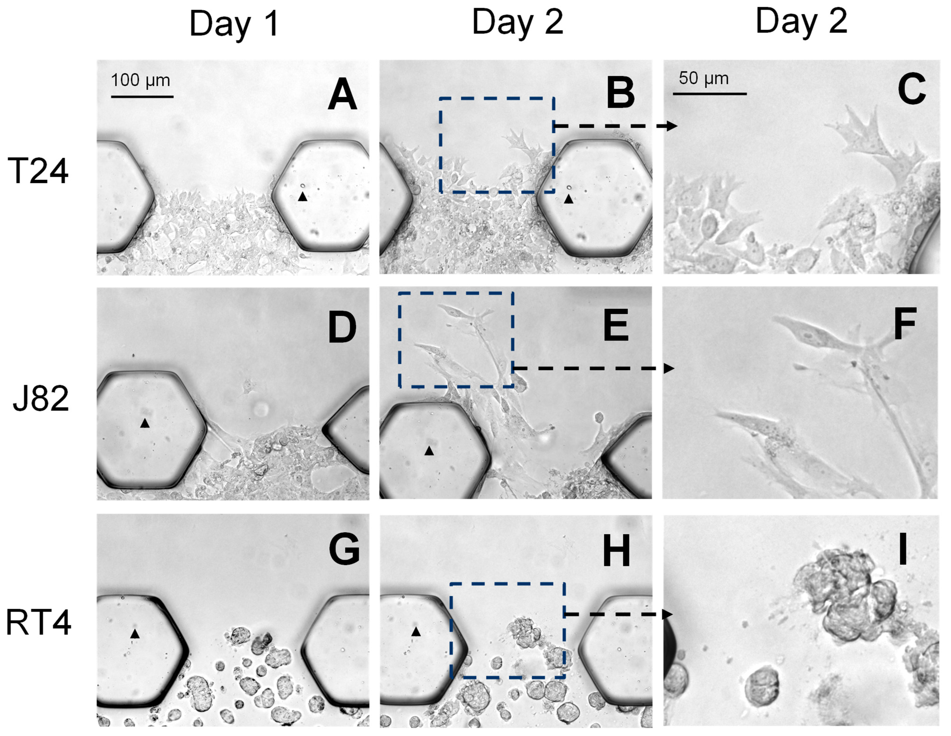 Cancers 16 02657 g003 Cancers 16 02657 g003